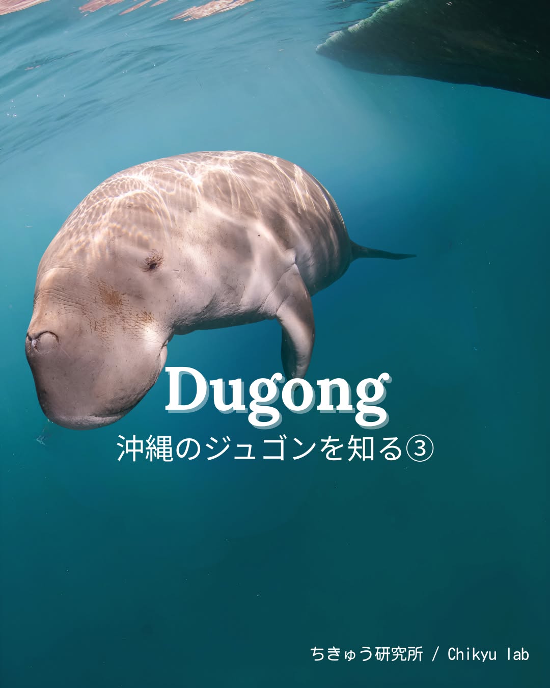 沖縄のジュゴンを知る③
いま、私たちにできること
沖縄のジュゴンをめぐっては、
生きものそのものを直接調べることが難しいため、
現在は、生息環境や海草藻場を中心とした
限られた調査が行われています。
生態や行動については、
まだわかっていないことも多く、
それを一つずつ明らかにしていくことが、
保全の第一歩になります。
同時に大切なのが、
知ること、考えること、対話すること、
そして行動することです。
サイエンスカフェや講演会など、
研究者と社会が向き合う場では、
生きものと一緒に生きていくための情報が、
共有されていきます。
生きものを大切に思う気持ちは、
日常の延長線上にあります。
知ることは、
海を守ることにつながっています。
これからも、
研究と教育、対話を通して、
沖縄のジュゴンについて発信を続けていきます。
⭐︎
⭐︎
What we can do now
Direct research on dugongs in Okinawa is limited.
Current studies mainly focus on seagrass beds
and traces of grazing.
Learning, thinking, talking, and taking action
are all important steps.
==
きくちむみ 海洋生物学者。
マナティーやジュゴンなどの海牛類を対象に、
バイオロギング手法を用いた研究を行っています。
科学的な情報を環境教育に生かし、
人と生きもののよりよい関係を考えています。
Mumi Kikuchi, Marine biologist.
Studying sirenians such as manatees and dugongs
using biologging approaches.
I apply scientific knowledge to environmental education
to explore better relationships between people and wildlife.
※一部写真はShutterstockの素材を使用しています
#ジュゴン #dugong #宮古島 #miyakoisland #miyakojima
#生物多様性 #エコツアー #biodiversity #ecotourism #ecotour
#環境教育 #sciencecommunication
#沖縄 #okinawa
#研究者の視点