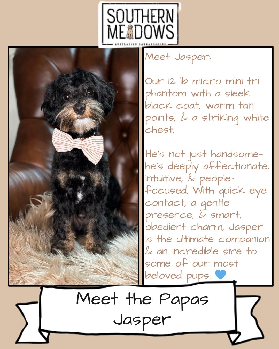 🐶 Meet the Papa: Jasper
Jasper is a stunning black tri phantom micro mini Australian Labradoodle with a sleek black coat, warm tan points, and a striking white chest. At just 12 lbs, he’s the perfect little gentleman—compact, charming, and full of love.
With his expressive eyes and intuitive, people-focused nature, Jasper wins hearts everywhere he goes. He offers thoughtful eye contact, learns quickly, and carries a calm, connected energy that’s simply unmatched.
Affectionate, intelligent, and gentle, Jasper embodies everything we strive for in our program. He’s polite, composed, and brings out the best in every pairing.
He lives his best mountain life with his amazing guardian family @lifewithjasperbeau — and yes, he's basically a pup celebrity!
Jasper is also the proud papa of two exceptional current litters:
The Wizard of Oz pups with Toffee
The Pride & Prejudice pups with Delilah
A few pups are still waiting to meet their future families—so if you’ve been dreaming of a Jasper baby, this is your chance.
Have a Jasper pup? Drop a pic below and tell us what you love most! 🐶💛
#SMDPups #MeetThePapas #AustralianLabradoodle #LabradoodleLove #BlackTriPhantom #MicroMiniLabradoodle #MyDogIsAWALADog #WALABreeders #MiniLabradoodle #LabradoodleOfInstagram #GentleDog #TherapyDogTemperament #DogsofInstagram #SMDStud #LabradoodlePuppy #BestFriendDog #LabradoodleLife #GeorgiaDogs #LabradoodleBreeder #CompanionDog #PhantomLabradoodle #LabradoodleCharm #CalmDog #PuppyLove #DoodleDad #SoulfulDog #MountainDogLife #MeetJasper #LabradoodleMagic