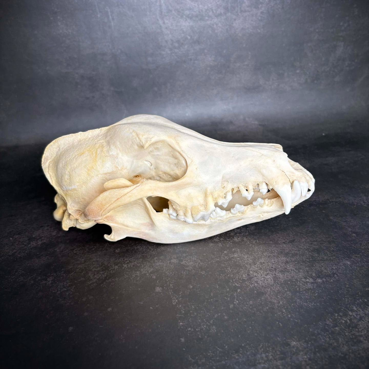 Frame orders are closed however you’ve got until midnight to give any of our domes, skulls, jewellery or curios a home. Tomorrow is our last posting day ‼️
Pictured is a 1991 ex racing greyhound skull available on our website. Pictured with our own ex racing boy who we lost last year (not who the skull is from). The skull shows gum disease but is in otherwise good condition.
Thank you for another amazing year and for keeping us so busy through November and December. We’ve loved every second of it, however very much ready for a break over the festive period 🎄.
https://www.deadsetco.uk
#skull #skullandbones #skullcollector #skullcollection #skullcollecting #taxidermy #taxidermyforsale #taxidermyart #vultureculture