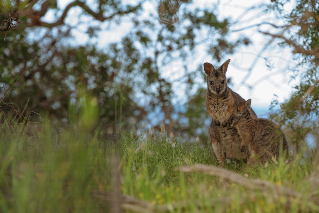 Wander the trail in the morning or late afternoon and you'll have a good chance of meeting the locals who call it home.
Where else in the world can you meet native marsupials and stunning birdlife living amongst sculptural installations?
Discover more about our community-powered cultural art trail via link in bio.
