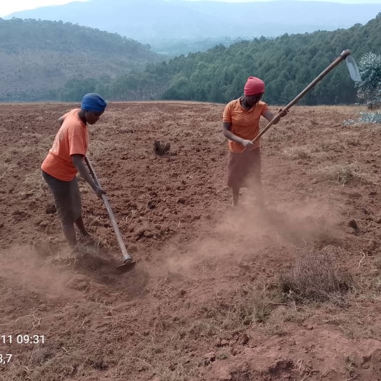 The Tubunganire Women group came together to buy and plant potatoes in their rural area of Ryansoro, Burundi. After the harvest, they sold potatoes for consumption and for seeds to members and neighbours. Beatrice, one of the group members, describes the impact in this way: “I remember that before this project, I had to pay for transportation to get to where I could buy potato seeds. With the transportation costs and the high price per kilogram, I couldn't buy a large quantity. Thanks to this project, I no longer spend money on transportation, and I can buy enough. This year, the harvest was good thanks to this project. May God bless you.”