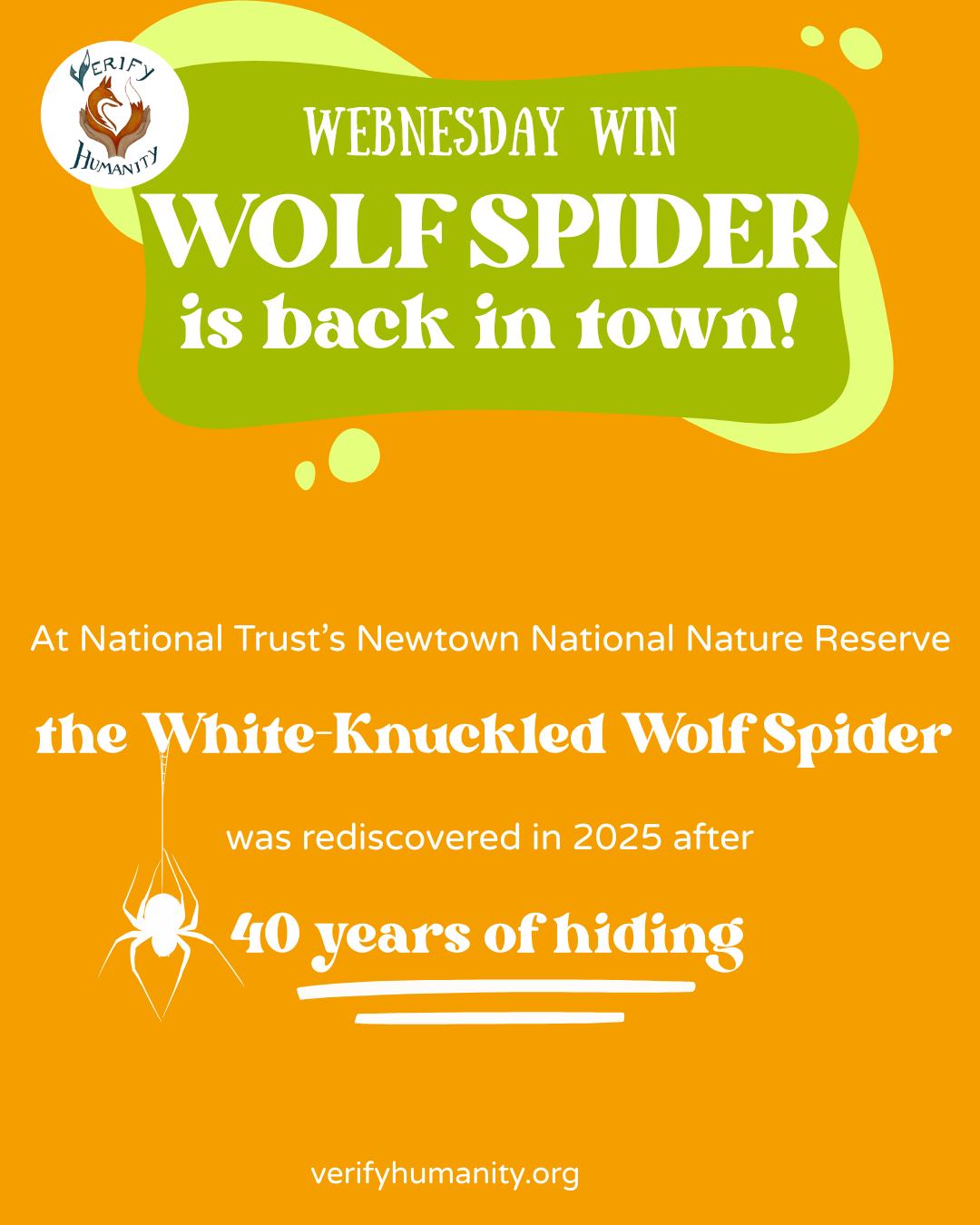 🕷️ Is it a bird? Is it a plane? Nope — it’s the Wolf Spider making a comeback!
The last time this familiar face showed up, EastEnders had just aired, shoulder pads were cool, and cell phones were about to boom. Yep — we’re talking 1985! 🌈✨😎
Fast-forward to today: at the National Trust’s Newtown National Nature Reserve, the lucky discoverer was thrilled to stumble upon this epic rediscovery. Out of the 38 known Wolf Spider species in the UK, this one even earned an informal nickname — the “White-knuckled Wolf Spider.” 👀🕷️
Here’s hoping a whole new generation of baby wolf spiders is gearing up to scurry into the spotlight. 🕷️✨
#WolfSpider #UKWildlife #Conservation #CompassionateConservation #UKConservation #Speciesism #Spiders #WednesdayWin #Positivity #WildlifeWin