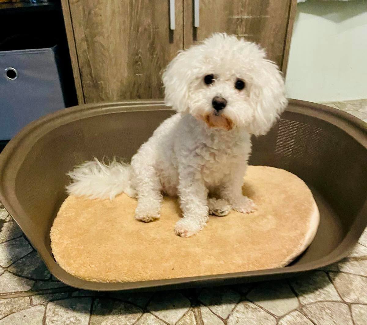 Lucia debe tener sus puppies de enero 8-14. Cuando sepamos cuántos hay haremos un puppy reveal 🤗