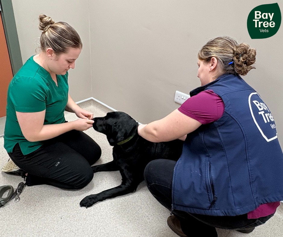 🌿 New at Bay Tree Vets: 12-month Flea & Tick Injectable! 🐾
⭐ 12 months of flea & tick protection — one simple injection.
No more monthly treatments, no more reminders — just easy, long-lasting confidence that your dog is protected.
And even better…
✨ It’s now included in our Practice Plan!
Simple budgeting, great value, and year-round protection made even easier.
Want to know if it’s right for your dog? Give us a call or send us a message — we’re always here to help. 💚🐶