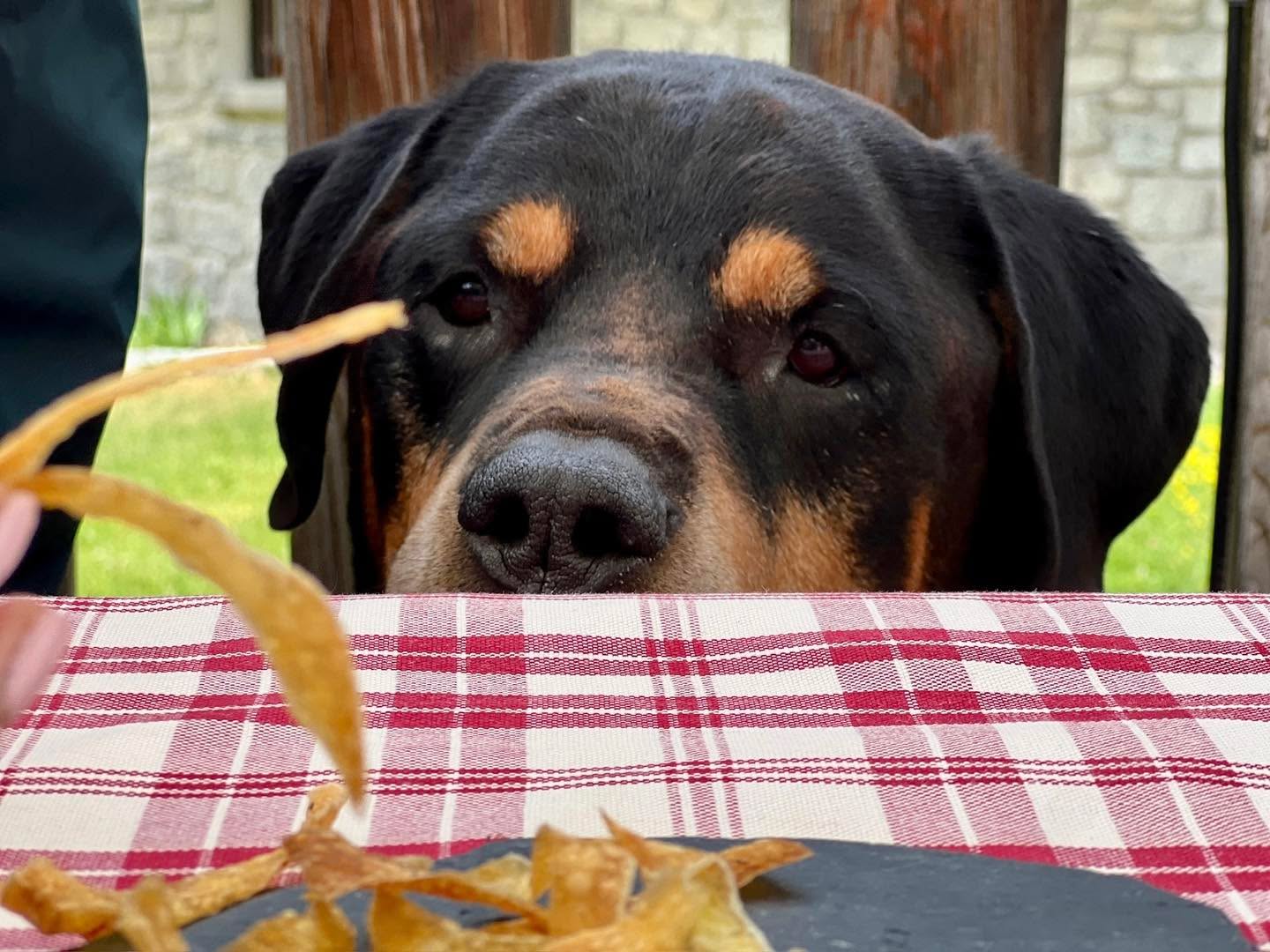 Did you know that feeding dogs from tables, plates, and counters can create competition and resource guarding when you have multiple dogs in the same household?
A lot of dog owners think it’s cute to feed from these places or perhaps they “feel bad” not sharing with their dogs. For some multi dog households you can get away with it. In others, it can cause damage to the relationships between the dogs.
If one dog sees you with food at tables, plates, and counters, and anticipates or expects that you will give them something, and then one of the other dogs walks up (most likely thinking the same thing) it can cause the dog who was there first to display aggression in an attempt to protect his opportunity to get food. This is the last thing you want to occur when you have more than one dog in the home.
The simple answer to this is just don’t feed from tables, plates, and counters if you have multiple dogs. Ignore them and they’ll learn that food is not available in these situations and thereby there’s nothing to compete for.
And if you have only one dog and you don’t care about begging, go for it if you want to because there’s no one to compete with.
#RotNDog #RotNDogTraining #dogtrainer #dogtraining #dogbehavior #soflo #palmbeach #broward #puppies #puppytraining #gooddog #goodpuppy #obedience #aggression #fear #anxiety #behavior #training #muzzle #adopt #rescue #shelterdogs #dogswhobite