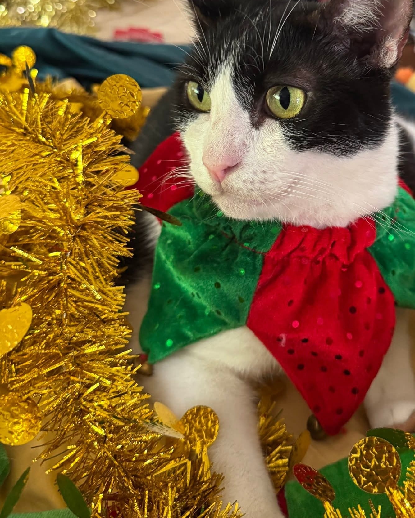 We have some older cats, who also shouldn't be overlooked! Little ones like Kayne ! He is the most delightful companion and will provide you with lots of love without the torrential energy of a kitten! Kayne would love someone to snuggle with watching Christmas movies and dressed himself to prove it ! Kayne wishes all a safe and merry Christmas and a wonderful new year ๐๐