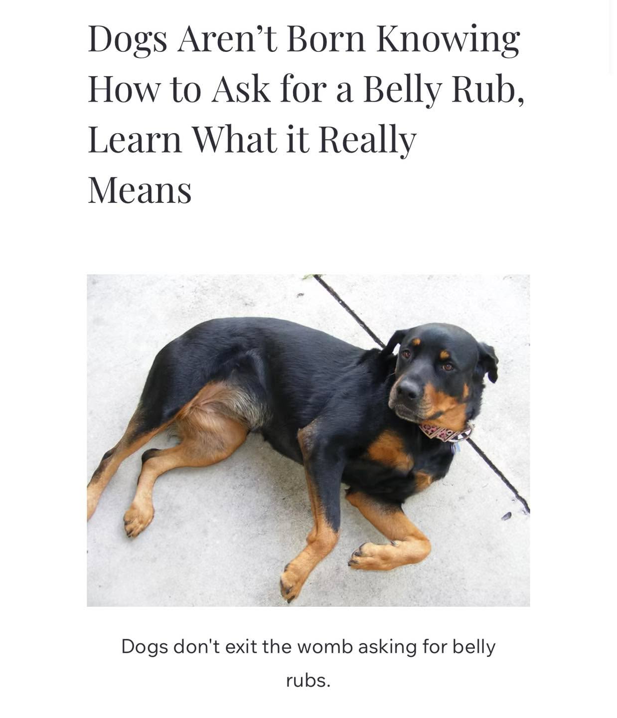 Dog Talk Tuesday: Exposing the belly and the myth surrounding it.
Dogs don’t exit the womb asking for belly rubs.
See my blog post for more. Link in comments.
As always, when reading body language we have to remember to read it like we would read a sentence. Understand that it’s all the words together that create the meaning of a sentence, not one word alone. Thereby we also need to take all of the dog’s body language signals combined to create a meaning, and not focus on one single body part by itself.
#RotNDog #RotNDogTraining #dogtrainer #dogtraining #dogbehavior #soflo #palmbeach #broward #puppies #puppytraining #gooddog #goodpuppy #obedience #aggression #fear #anxiety #behavior #training #muzzle #adopt #rescue #shelterdogs #dogswhobite #dogtalktuesday