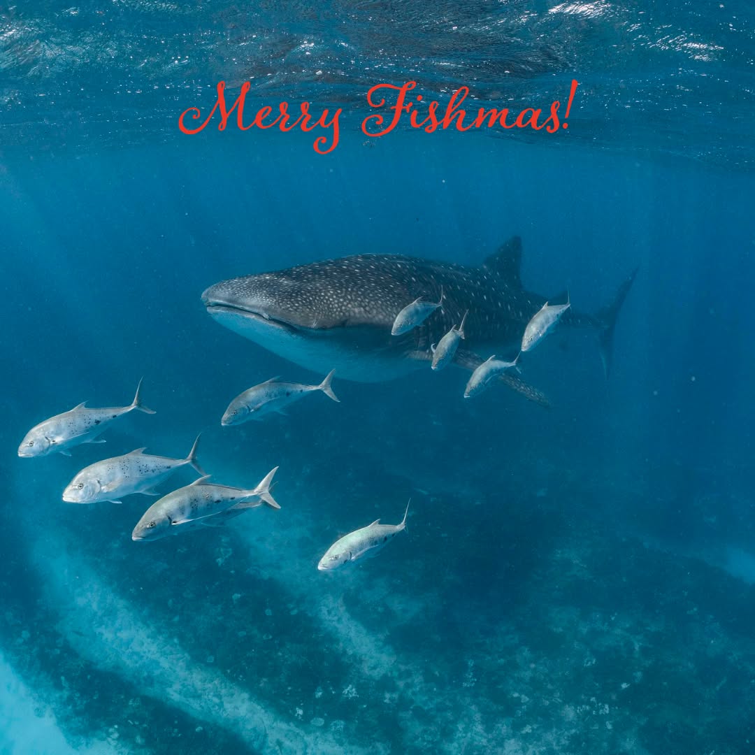 🎄 Merry Christmas from the Ocean Eco Adventures crew! 🎄
Wishing you a day filled with sunshine, salty air, and special moments with the people you love. 🌊💙
Thank you for supporting our small, passionate team and for helping us protect and share the magic of Ningaloo. We can’t wait to welcome you on board for more unforgettable ocean adventures in the new year!
✨ Stay safe, enjoy the festivities, and we’ll see you on the water soon.
#MerryChristmas #OceanEcoAdventures #NingalooReef #ChristmasByTheSea #Grateful #HolidayVibes #SeeAustralia