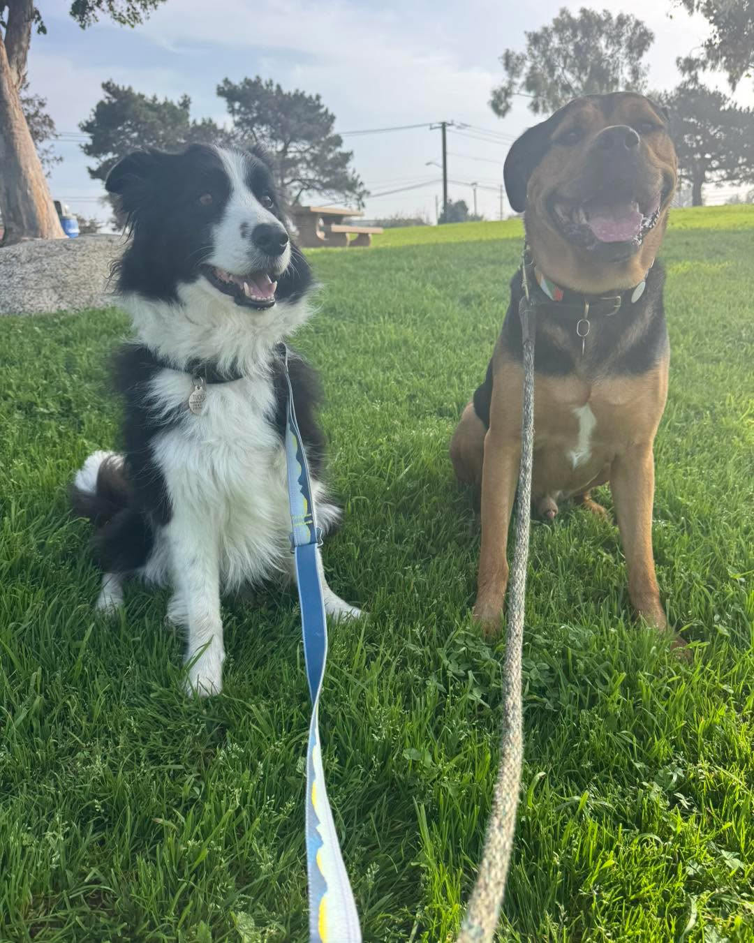 Rain or not, here we go to the park smelling away new scents!