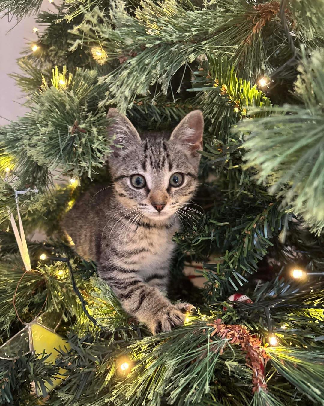 ๐๐พ Merry Christmas from all of us at Silver Linings ๐พ๐
This Christmas, we want to say a heartfelt thank you to our incredible supporters. Your kindness, generosity, and belief in what we do help give vulnerable animals a second chance at life.
Whether youโve donated, fostered, adopted, volunteered, shared our posts, or supported us in any way โ we truly couldnโt do this without you. Because of you, so many animals are safe, loved, and cared for this festive season.
We wish you and your loved ones a very Merry Christmas filled with joy, love, and plenty of furry cuddles. ๐๐ถ๐ฑ
Thank you for being such an important part of our rescue family. โค๏ธ
A very special shout-out and thank you to:
๐พ Our amazing supporting vets, who provide compassionate and ongoing veterinary care for all of our animals
๐พ Petstock Kawana, Noosa, Gympie, and Kingaroy for their continued support with adoptions and for hosting our Adoption Days
From all of us โ and all the paws youโve helped โ thank you, and Merry Christmas. ๐โค๏ธ
Pic of baby Zion who will be ready for adoption in the New Year.