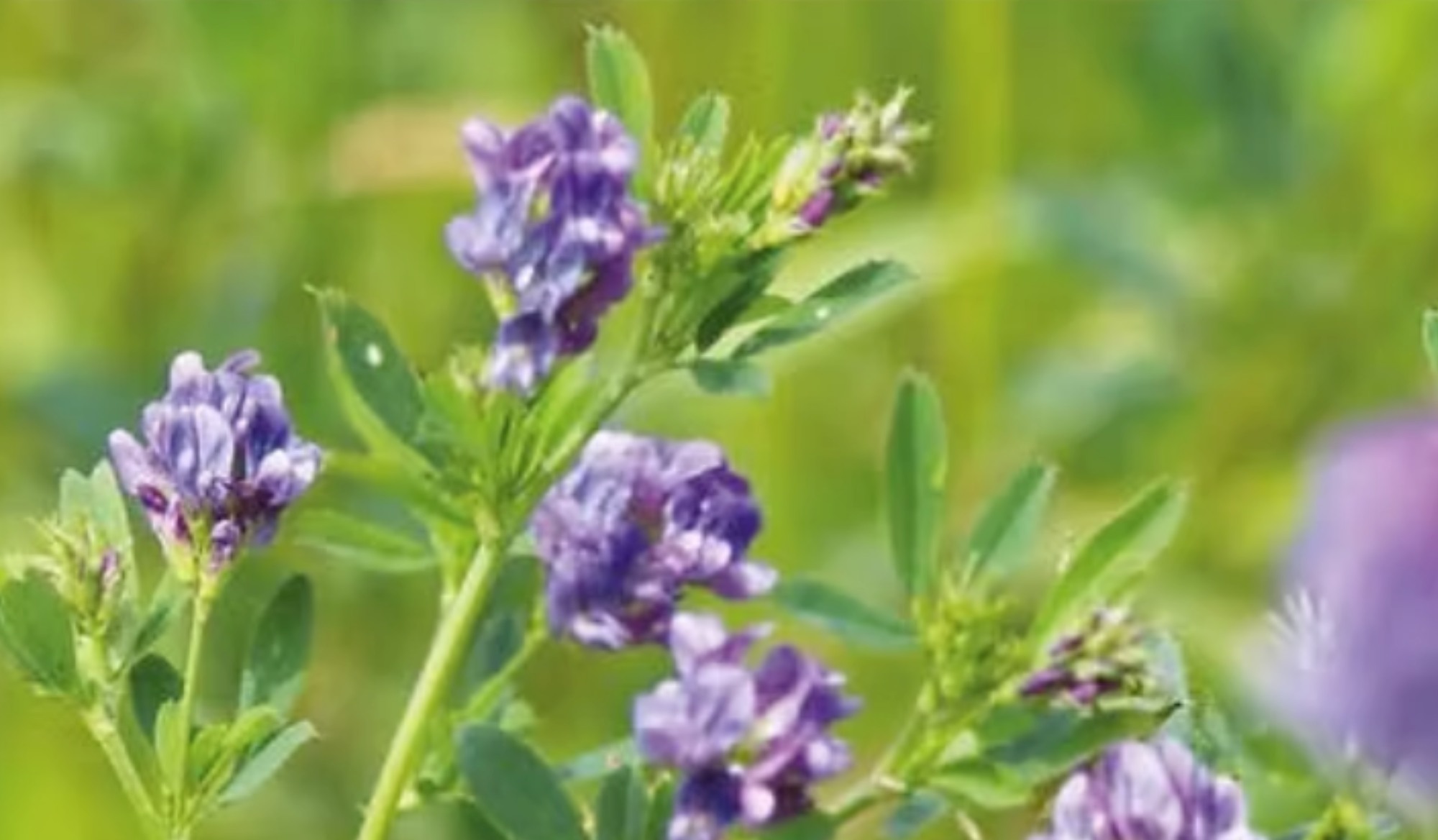 🌱 MIRABILE – Erba Medica Semetica
Una varietà affidabile, produttiva e resistente, pensata per foraggi di alta qualità.
MIRABILE garantisce ottima adattabilità, elevata resistenza al freddo e buona tolleranza alle principali patologie, offrendo rese stabili e un foraggio eccellente.
Tecnica agronomica:
• Semina (Italia): Febbraio–Marzo | Settembre–Ottobre
• Dose: 30–35 kg/ha
• Profondità: 0,5–2 cm
• Raccolta: Bottone fiorale – inizio fioritura
Utilizzo: Foraggio e insilato di alta qualità
📲 Scopri di più su www.semetica.it
CATALOGO 2025 👉 https://lc.cx/os7kBN
#Semetica #Agricoltura #ErbaMedica #Mirabile #Foraggi #Campagna2025 #Innovazione #Zootecnia