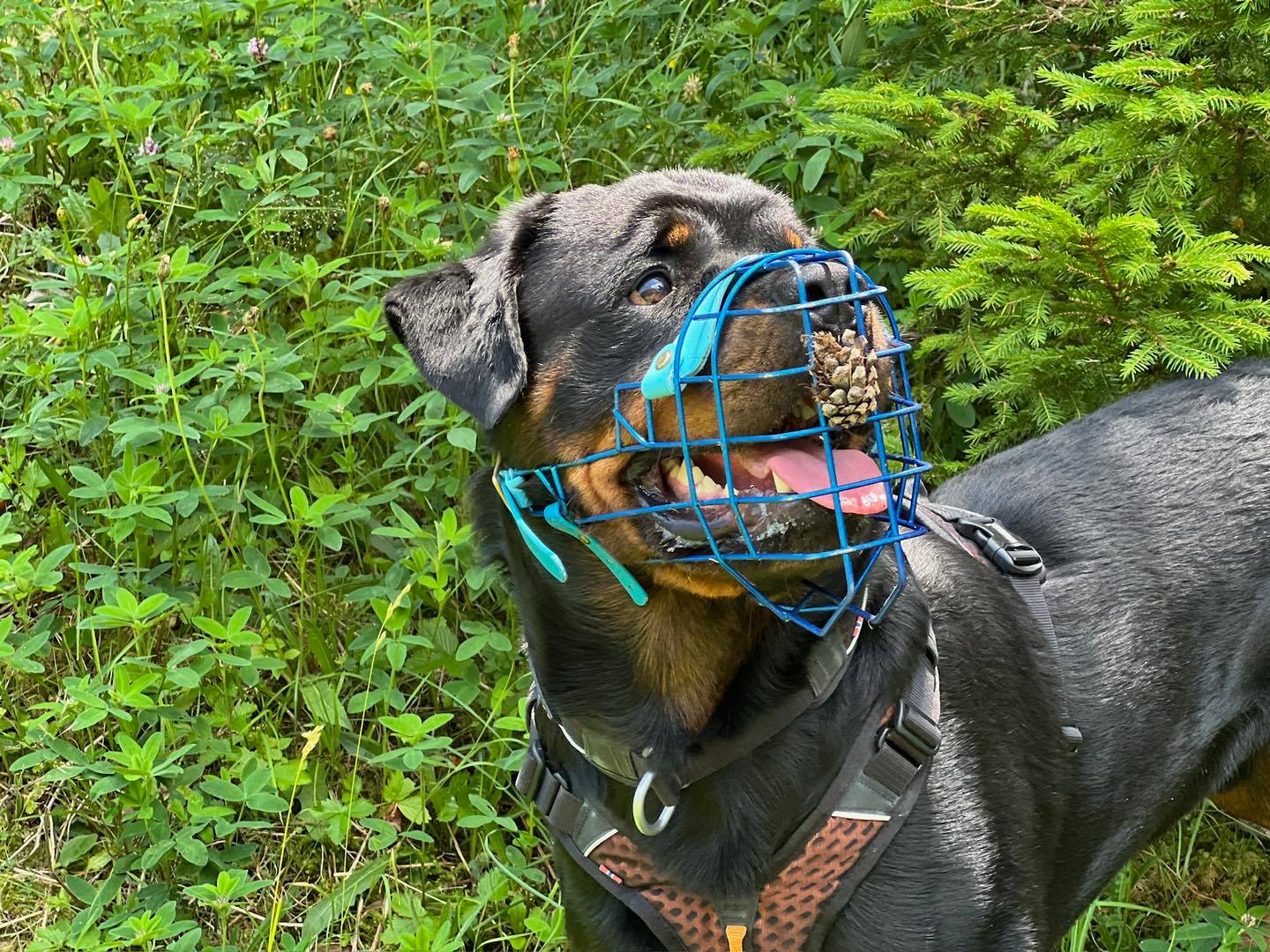 MUZZLE MONDAY: “Pica” is the “persistent and compulsive craving and consumption of substances that are not food and have no nutritional value.” Unfortunately some dogs really struggle with it, EVEN IF all of their basic needs are met with exercise, mental stimulation, and proper diet. Sometimes it’s just fun or self rewarding for them. And if we are to continue to give these dogs some level of freedom (especially outside) then we would be putting them at risk. Especially if the dog has already had thousands of dollars spent in surgery to correct a
gastrointestinal blockage (such as Hendrix, pictured with a pine cone he tried to shove through the muzzle). You can have the best “leave it” in the world, but that won’t necessarily stop the dog from eating something as soon as they go out of your sight or get far enough away from you.
Using a muzzle in the places where pica is most likely to occur as a safety net to prevent any more ingestion of inappropriate items prevents the dog from practicing the behavior, from getting self reinforcement, and from needing another surgery - because you can only cut open and/or resect the intestines so many times.
And most importantly, the dog can still have some freedom rather than be restricted.
Muzzles are always associated with aggression, and this is a perfect example of another situation where they can be life-saving in a different way.
#RotNDog #RotNDogTraining #dogtrainer #dogtraining #dogbehavior #soflo #palmbeach #broward #puppies #puppytraining #gooddog #goodpuppy #obedience #aggression #fear #anxiety #behavior #training #muzzle #adopt #rescue #shelterdogs #dogswhobite #muzzlemonday