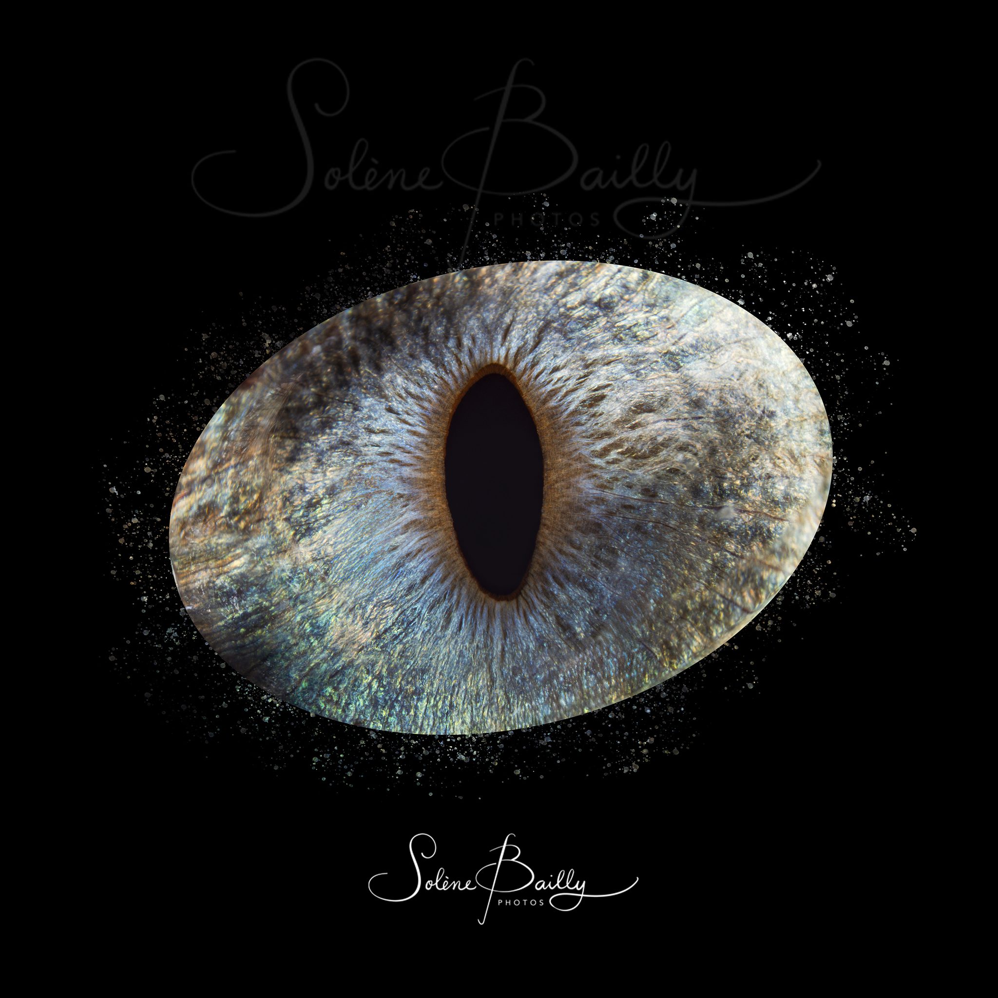 📸 J'ai croisé le regard de la petite Théa 🐈 🥰
Comment décririez-vous la couleur de son iris ? Gris ? Bleu ? Nacré ? 🤷♀️
.
.
.
#iris #photodiris #irishumain #irishumainanimal #irisanimal #irischat #portrait #ideecadeau #nacre #irisnacre