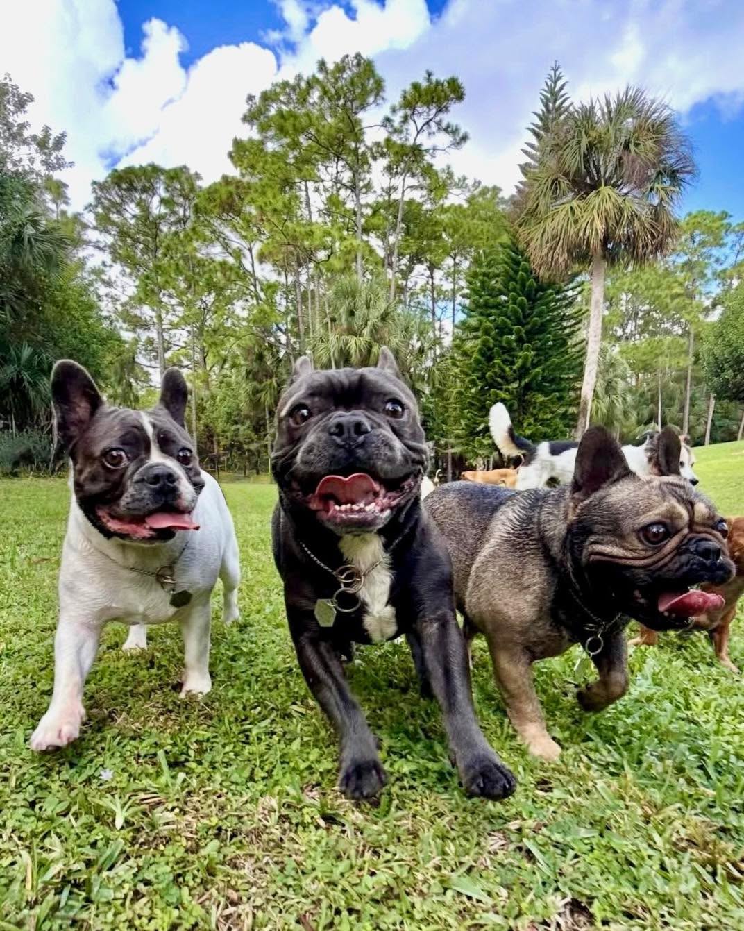 Bringing a new dog into a home where there’s already several dogs can actually be easier at times than bringing a new dog into a home where there’s only one dog.
Every individual household is different of course, but I find that when someone already has a “pack” (I’m talking like 4+ dogs) their current dogs have already experienced accepting a new comer, having to share resources, and having to handle not getting all of the attention, all of the time. Again, there’s exceptions, but I find it to be the majority. In addition to this, the new dog may take longer to adjust and be less likely to “take it all as their own” quickly, given the social pressure of the group.
However, when you only have one dog - that dog has not had the experience of accepting a new comer, they haven’t had to share their stuff, and they’ve always had all the attention on them. So by introducing a new dog, you’re creating a lot of changes and stress on BOTH dogs, existing and new. There’s also slightly more risk for the new dog to adjust quickly and “take it all as their own,” since there’s only one other dog to compete against vs a group. And it’s this reason that I always suggest to take one on one dog introductions in a new home even slower than I would a group.
#RotNDog #RotNDogTraining #dogtrainer #dogtraining #dogbehavior #soflo #palmbeach #broward #puppies #puppytraining #gooddog #goodpuppy #obedience #aggression #fear #anxiety #behavior #training #muzzle #adopt #rescue #shelterdogs #dogswhobite