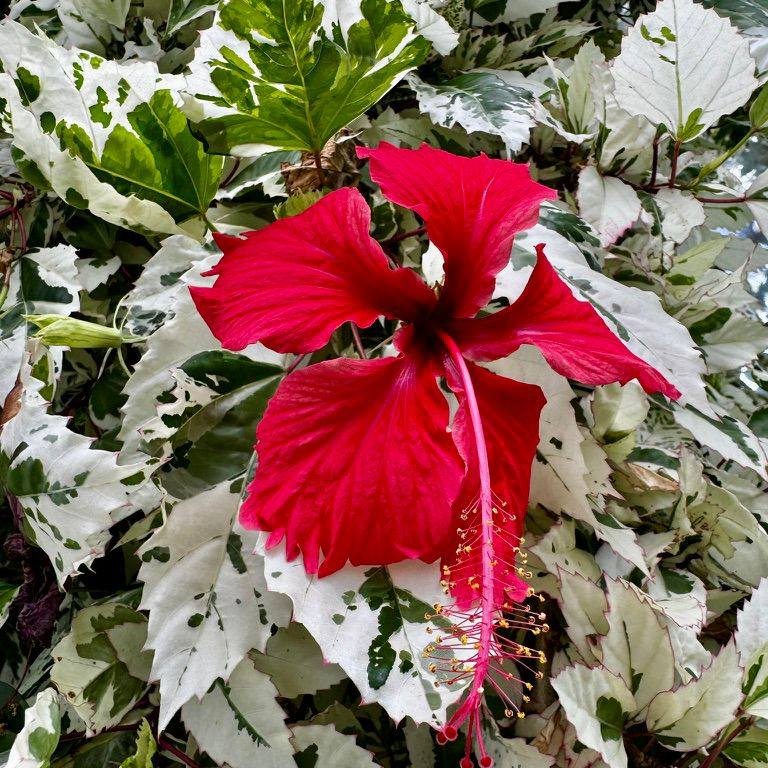 Spring is fast upon us — get planning your garden now! 🌿
There’s no better time to pre-order your plants for the growing season, with 10% off all pre-orders of 2 items or more.
Plus, enjoy FREE delivery on every order, with prices starting from just £6.99!
Order yours here 👉 https://www.thebotanico.com/all-plants?Category=Pre-order%2520plants
#plantsofinstagram #plantsmakepeoplehappy #plantsplantsplants #plants #prettyflowers #botanical