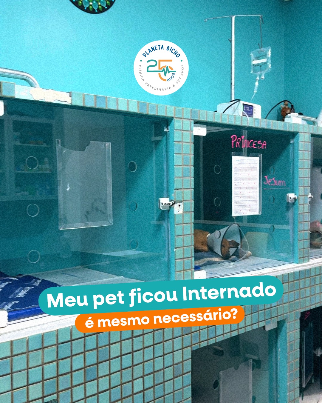 Internamento veterinário: quando ele é realmente necessário?
O internamento é indicado quando a saúde do pet exige cuidados contínuos, monitoramento constante e suporte clínico especializado, algo que não pode ser feito em casa com segurança.
Durante o internamento veterinário, o pet recebe medicações nos horários corretos, acompanhamento profissional 24 horas e avaliação frequente da evolução do quadro, o que aumenta significativamente as chances de uma recuperação segura e eficiente.
Além do cuidado clínico, o internamento também traz tranquilidade para o tutor. Na Planeta Bicho, os internamentos são separados para cães e gatos, respeitando as necessidades de cada espécie, reduzindo o estresse e proporcionando mais conforto durante o tratamento.
Internar não é excesso.
É cuidado responsável quando cada detalhe faz diferença na recuperação.
🐾 Planeta Bicho • Clínica Veterinária
Internamento veterinário • Monitoramento 24h • Atendimento completo • Francisco Beltrão
#planetabicho #internamentoveterinario #clinicaveterinaria #clinicaveterinariafranciscobeltrao #saudedopet #plantaoveterinario24h #bemestaranimal #tratamentoveterinario