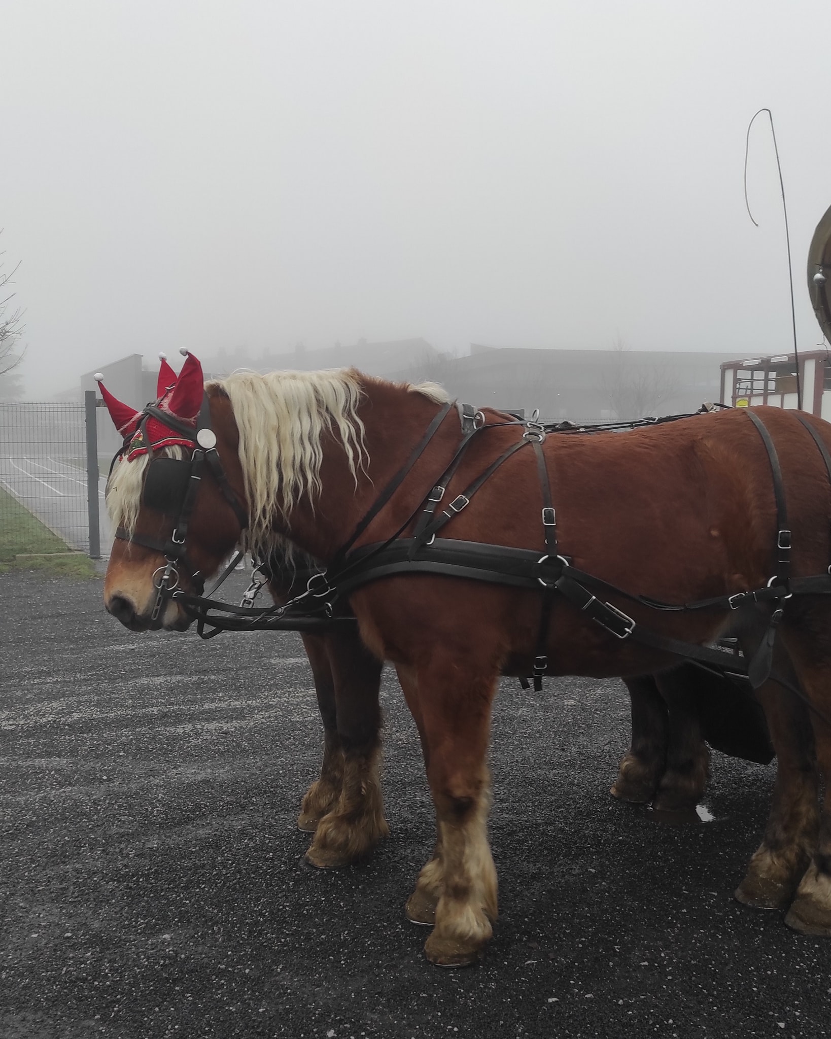 Les lutins nous ont fait une belle surprise !!! Jasmin et jalna et leur calèche !!!