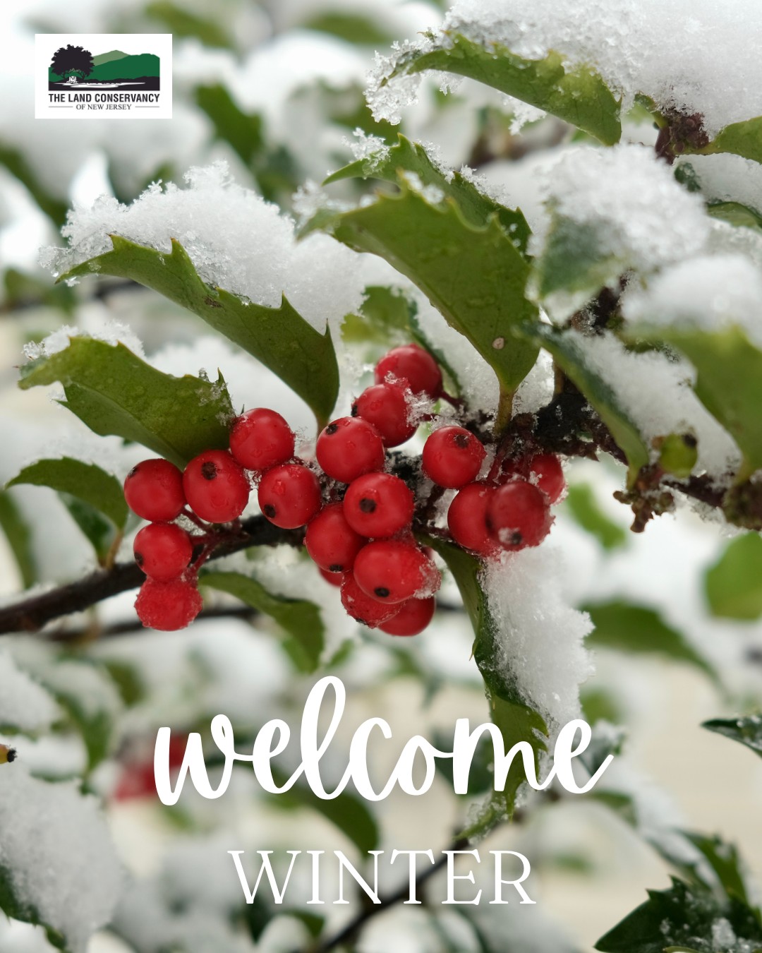 “In winter, when the green earth lies resting beneath a blanket of snow, this is the time for storytelling. The storytellers begin by calling upon those who came before who passed the stories down to us, for we are only messengers.” --Robin Wall Kimmerer, Braiding Sweetgrass