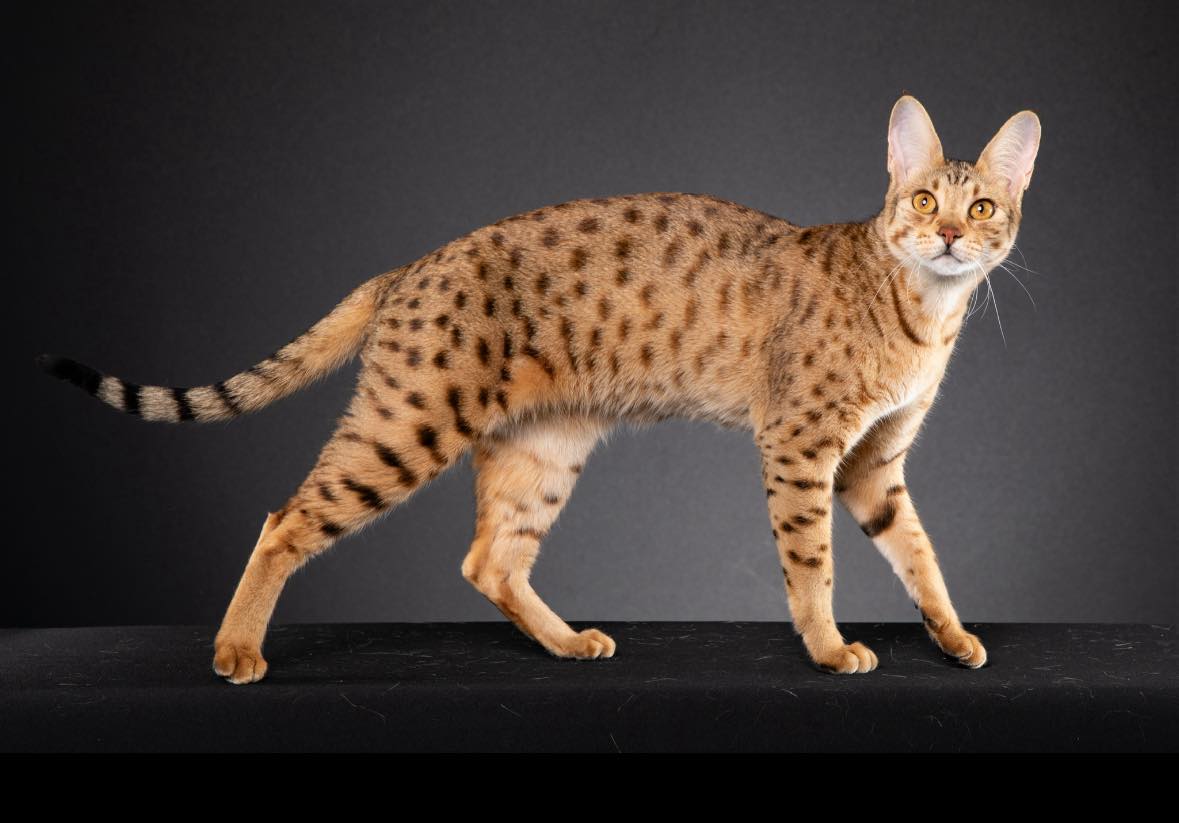 Happy Birthday to our amazing Missy 🥳