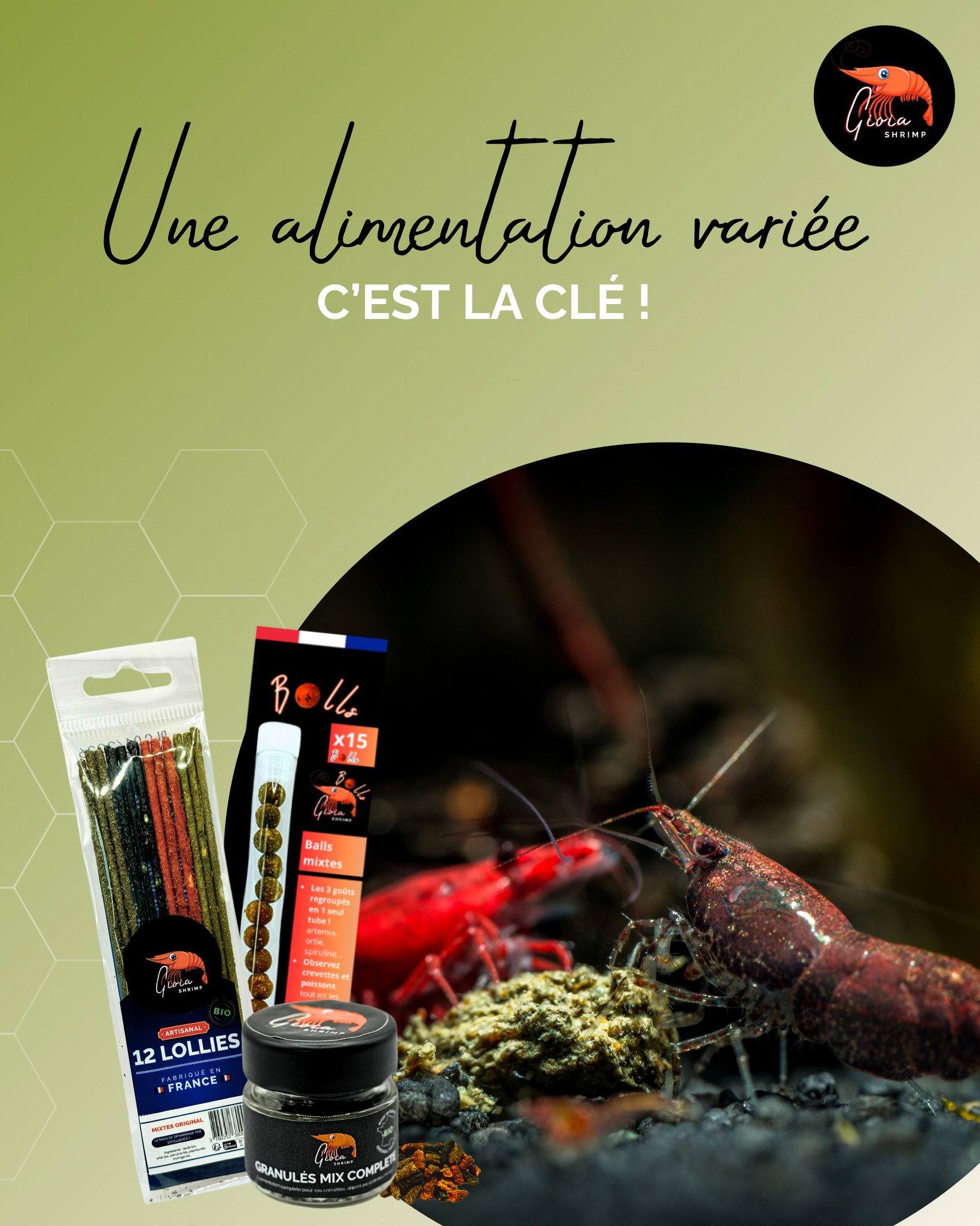 🦐 Une alimentation variée, c’est la clé ! 💚
Alternez entre Lollies, Granulés et GioiaBalls pour un apport complet en protéines, vitamines et minéraux.
Vos crevettes seront plus actives, colorées et résistantes aux maladies.
#gioiajelly #gioiashrimp #spiruline #shrimpfood #crevettes #aquarium #shrimplife #shrimpkeeping #alimentationnaturelle #crevettesheureuses #aquariumhealthy #madeinfrance #bioaquarium #shrimpaddict #aqualife #shrimpcare #innovationaquatique #shrimplovers #wintercare #shrimpvibes