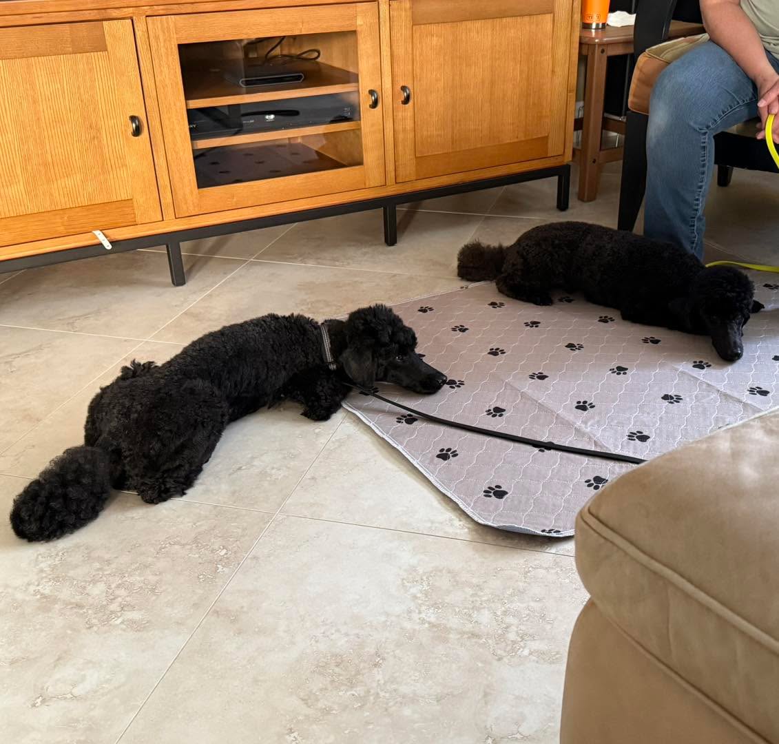 Dog Talk Tuesday: “Doing Nothing”
A lot of people say that the dog was “doing nothing” at the time an incident occurred or they will point out that the dog is “doing nothing” right now.
But dogs don’t really “do nothing.”
They’re always doing SOMETHING.
Many people would say the dogs in this photo are doing nothing. But yet: they are lying down, heads are resting, one is facing the other, one is avoiding eye contact, one is responding to a known cue/command from his owner, the other is choosing voluntarily to approach the other but still keep some distance, one is choosing not to pester the other (as is his history), and the other is choosing not to attack the other (as is his history)… so yes. These dogs are actually doing a lot.
Observe what the dog is doing because they are bound to be doing something, always.
As always, when reading body language we have to remember to read it like we would read a sentence. Understand that it’s all the words together that create the meaning of a sentence, not one word alone. Thereby we also need to take all of the dog’s body language signals combined to create a meaning, and not focus on one single body part by itself.
#RotNDog #RotNDogTraining #dogtrainer #dogtraining #dogbehavior #soflo #palmbeach #broward #puppies #puppytraining #gooddog #goodpuppy #obedience #aggression #fear #anxiety #behavior #training #muzzle #adopt #rescue #shelterdogs #dogswhobite #dogtalktuesday