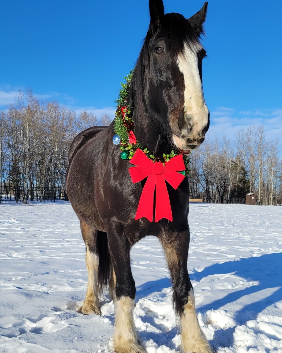 On the first Neigh of Christmas, we present Merlin the Magnificent, the heart of the STALC jousting herd.
@merlin_joust looking festive!
Stay tuned for more horses from the STALC families in the coming neighs.
#STALC #jousting #horses #12neighsofchristmas