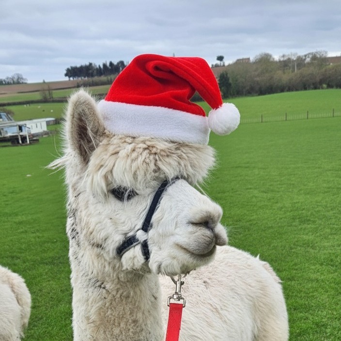 🎄 Merry Christmas from all of us at Little Clayhill Farm 🎄
We’d like to say a huge thank you to all of our customers for supporting us this year. Whether you’ve joined us on the farm, enjoyed time with the animals, or made use of the dog walking field, we really appreciate you choosing to spend that time with us.
We still often hear people say “we didn’t even know you were here”, so if you’ve enjoyed visiting us, we’d love it if you could spread the word about Little Clayhill Farm this Christmas – a recommendation from our customers means everything to a small rural business like ours.
We hope you have a lovely Christmas and look forward to welcoming you back in the new year.
Thank you for being part of Little Clayhill Farm.