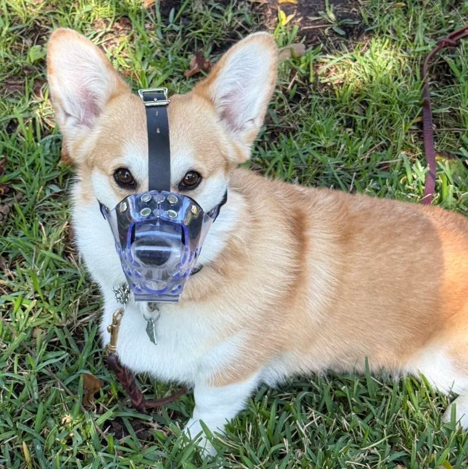 Muzzle Monday: Muzzles can be used outside in the backyard while working on calling dogs away from fence fighting with neighbor dogs, especially when it results in redirected aggression to the other dogs or people in the yard. They allow for you to work the behavior, get follow through, and reward all without the risk of getting bitten or the other dog in the yard bitten.
#RotNDog #RotNDogTraining #dogtrainer #dogtraining #dogbehavior #soflo #palmbeach #broward #puppies #puppytraining #gooddog #goodpuppy #obedience #aggression #fear #anxiety #behavior #training #muzzle #adopt #rescue #shelterdogs #dogswhobite #muzzlemonday