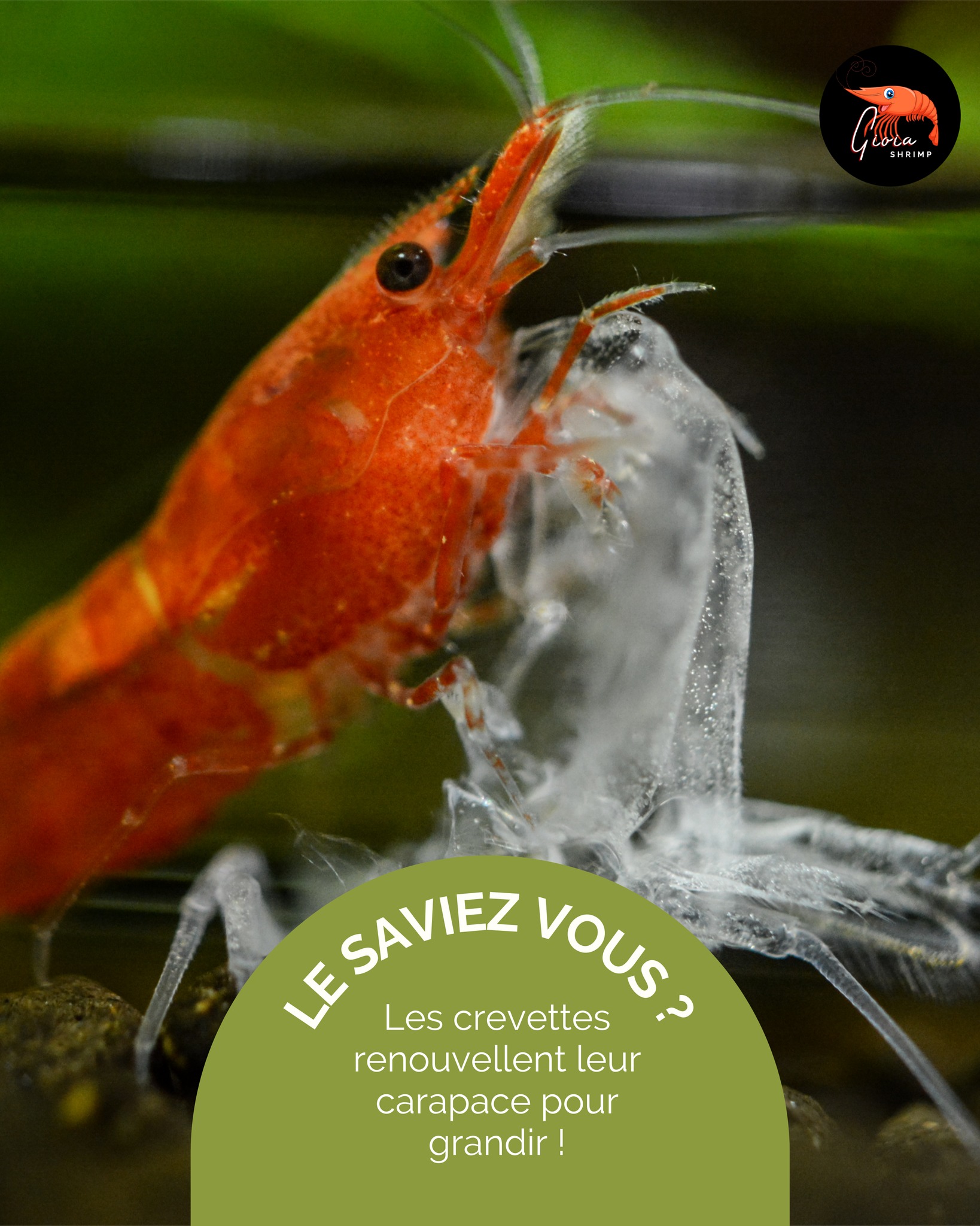 🦐✨ Le saviez-vous ?
Les crevettes régulent une grande partie de leur bien-être grâce à la qualité de leur biofilm, cette fine couche naturelle composée de micro-organismes, indispensable à leur alimentation et à leur immunité.
Un biofilm riche favorise la croissance, réduit le stress et améliore la survie des juvéniles.
Pour renforcer ce processus essentiel, une alimentation naturelle comme l’Ortie et la Spiruline soutient la digestion, la mue et l’immunité des crevettes 🌿💪
#gioiashrimp #crevettes #muecrevette #shrimpkeeping #shrimplife #shrimpfood #spiruline #ortie #nutritionnaturelle #aquariumhealthy #crevettesheureuses #aqualife #bioaquarium #shrimpaddict #shrimpcare #madeinfrance #shrimplovers #aquascaping #shrimpvibes #aquariumtips