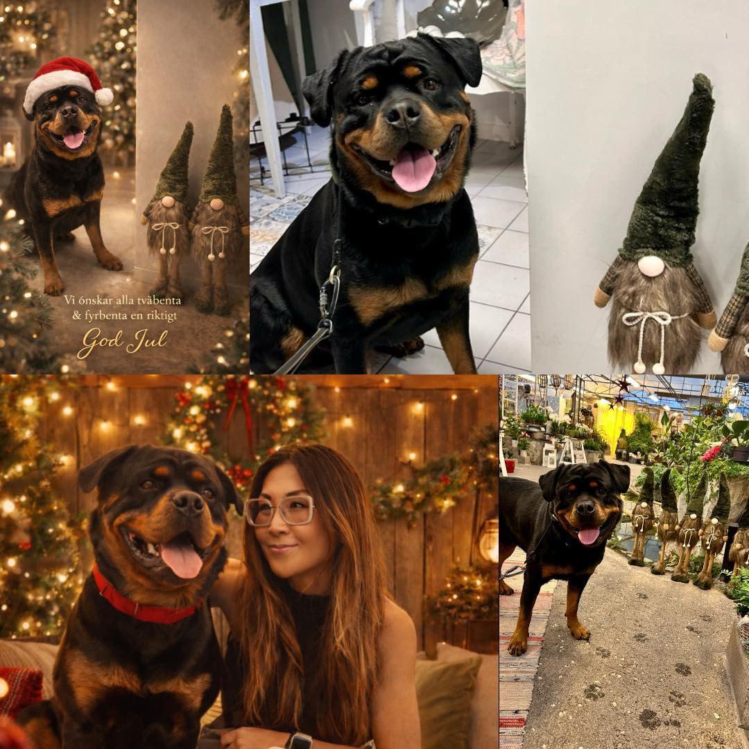 Önskar alla en riktigt fin och härlig julhelg med mycket skratt och glädje🎄🌟💝🐾
Wishing everyone a truly lovely Christmas weekend filled with lots of laughter and joy 🎄🌟💝🐾