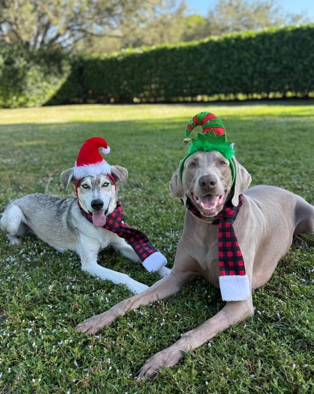 Muzzle Monday: Wait, why does today’s Muzzle Monday post have two dogs without muzzles?
Because sometimes we use muzzles with the goal of not needing them in the future.
Sure, there are absolutely situations where I make the muzzle a mandatory forever rule. But there are also situations where the muzzle is used as an aid in the beginning, and then can be removed later on when the situation is deemed safe.
Jax the Weimaraner (on the right) was muzzled for the first few interactions with a family member’s dog (on the left) over the holidays. And since every thing had been going well, they felt comfortable enough to remove his muzzle. And for them and this specific situation, that totally works!
Muzzles can get us places that we didn’t think we could get to in a less stressful, more safe, and faster way than without them in a lot of instances.
#RotNDog #RotNDogTraining #dogtrainer #dogtraining #dogbehavior #soflo #palmbeach #broward #puppies #puppytraining #gooddog #goodpuppy #obedience #aggression #fear #anxiety #behavior #training #muzzle #adopt #rescue #shelterdogs #dogswhobite #muzzlemonday