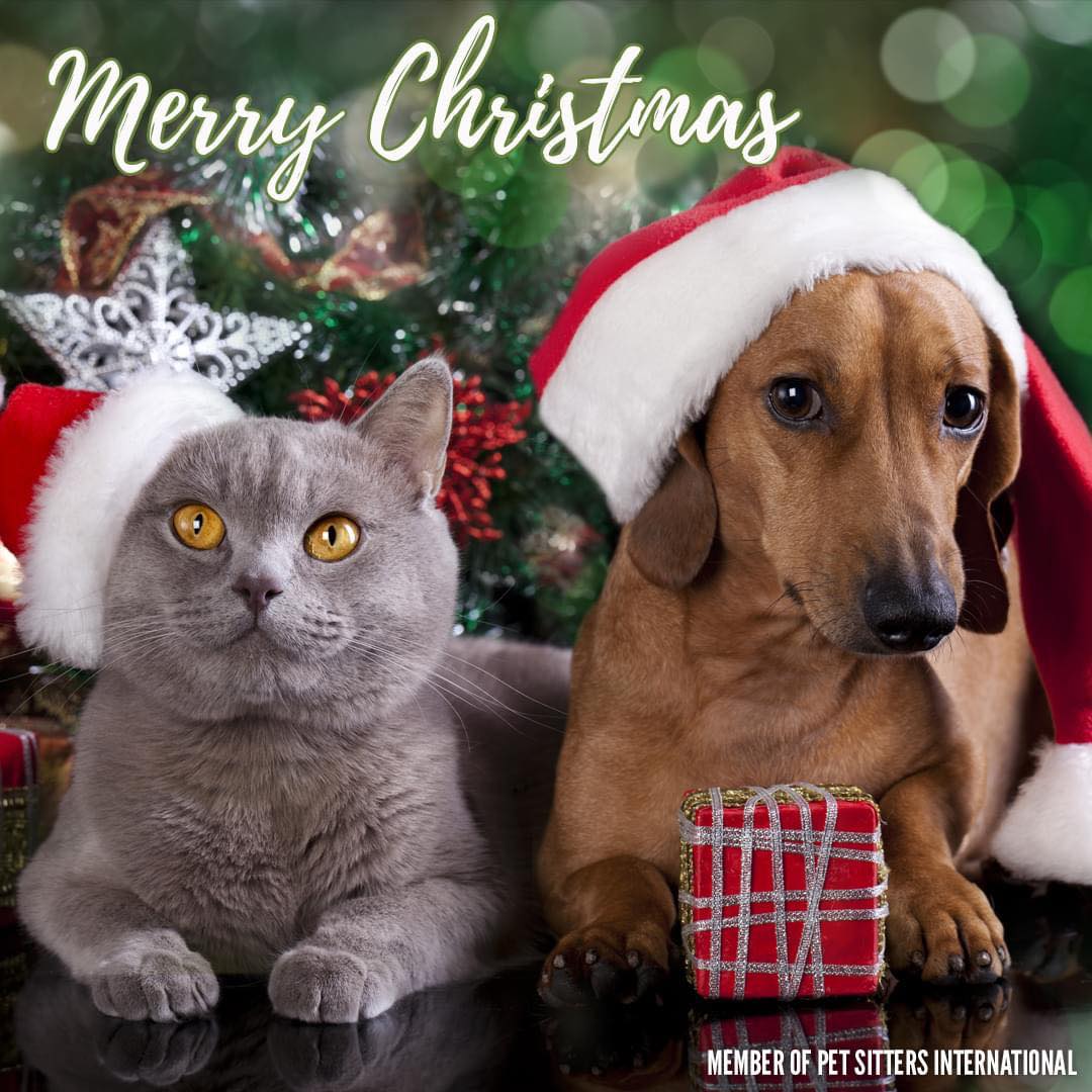 Wishing all of our furry friends, and their families a very Merry Christmas! 🎄🎅🐾