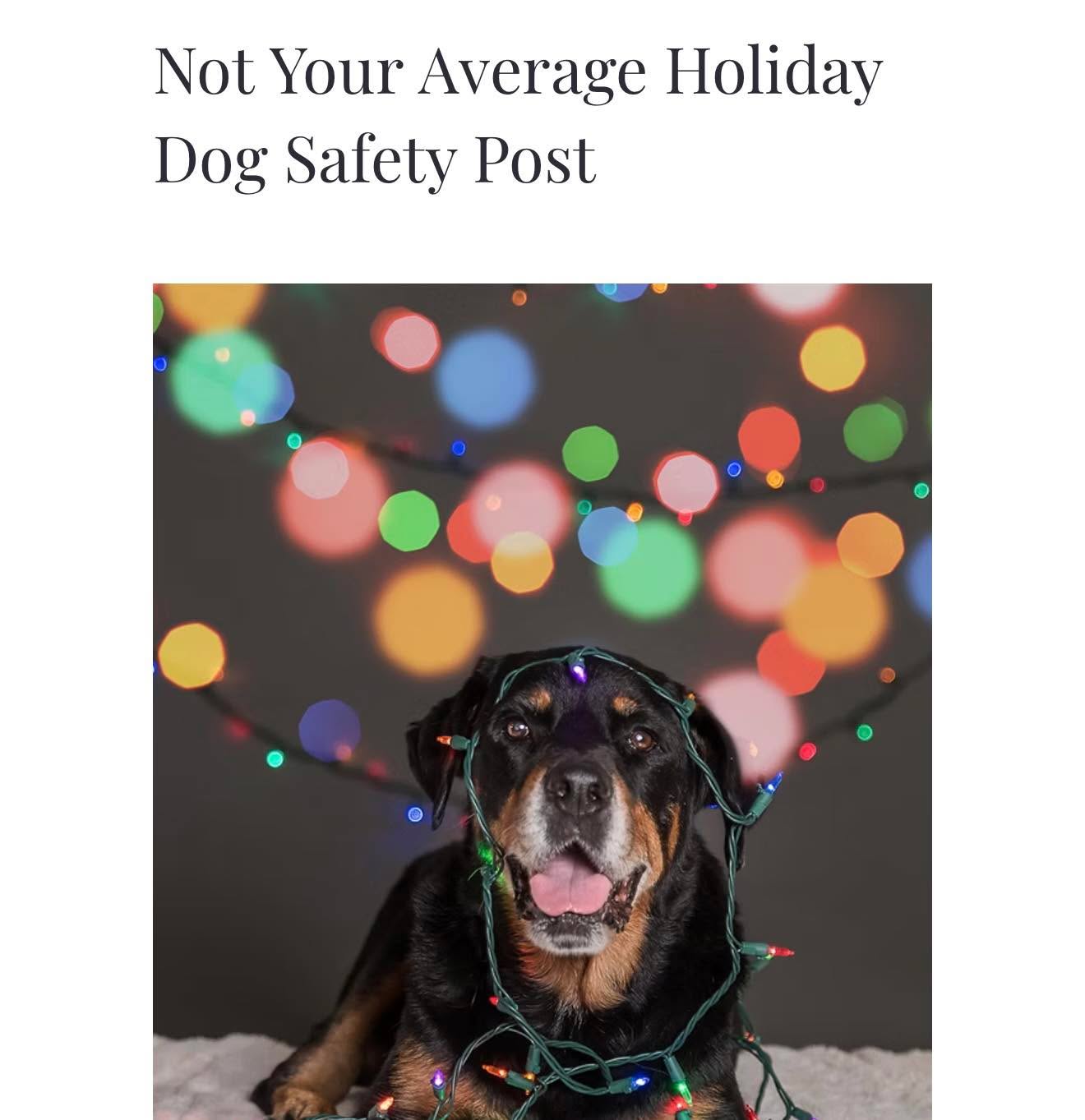 Not Your Average Holiday Dog Safety blog post is now up. It’s not just the poinsettias you want to be careful of!
Check it out ! Link in stories! 🤗🌲