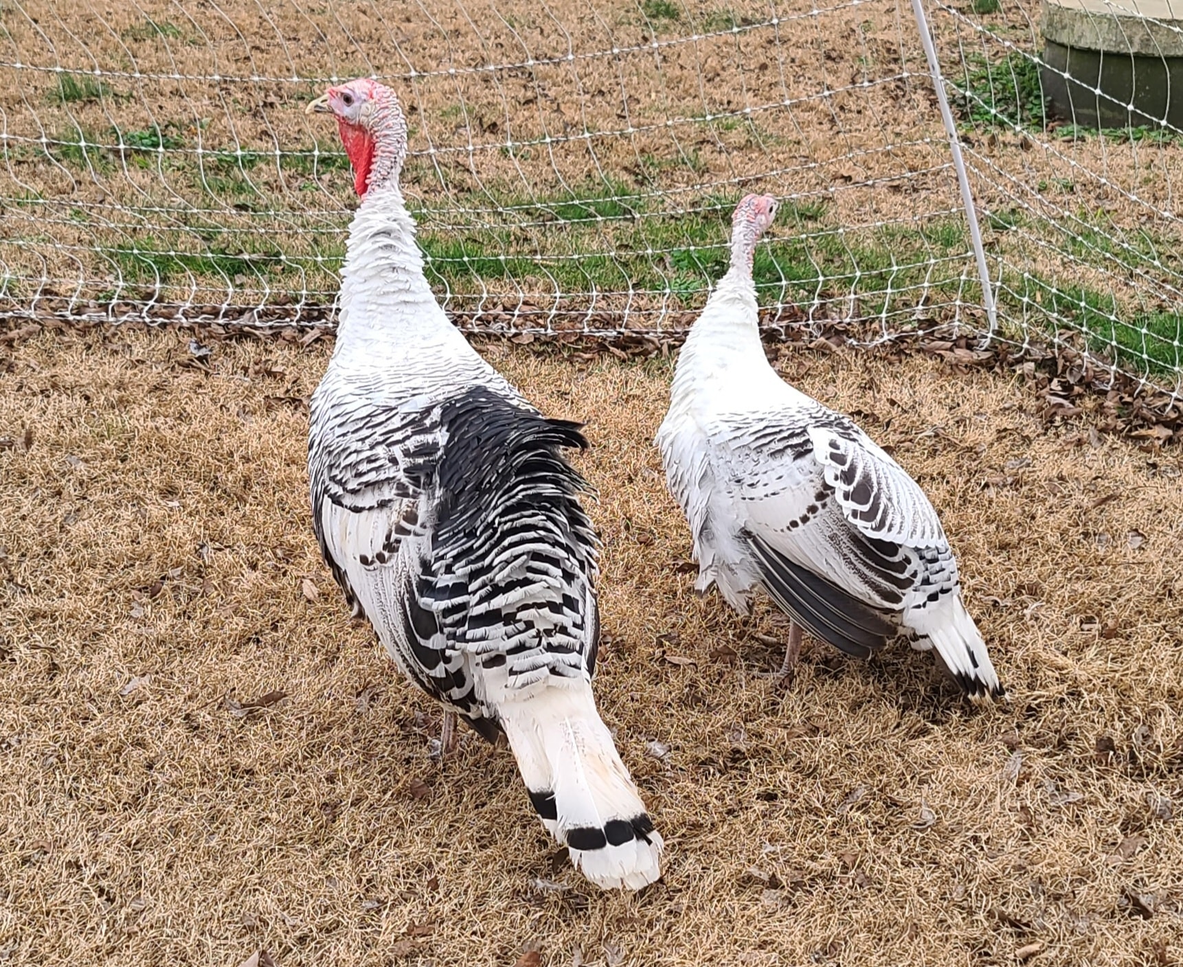 We’re wrapping up the year with some very exciting news from the farmstead. We welcomed two new pairs of pet turkeys to our flock!
Meet our royal duo: Duke & Duchess 👑
After raising turkeys this year, we realized just how much we love them. So much so that we decided we wanted some to be a permanent part of our farm family, not just meat birds. These two are Royal Palms and very sociable and already fun to watch. Best part they’ve integrated really well with our flock already and it’s been such a joy watching everyone settle in together.
As we close out 2025, we just want to say thank you for being part of our little farm journey. We hope your year was filled with good food, fresh air, and happy moments, and we can’t wait to see what 2026 has in store. We’re so excited for what’s ahead and hope you are too!