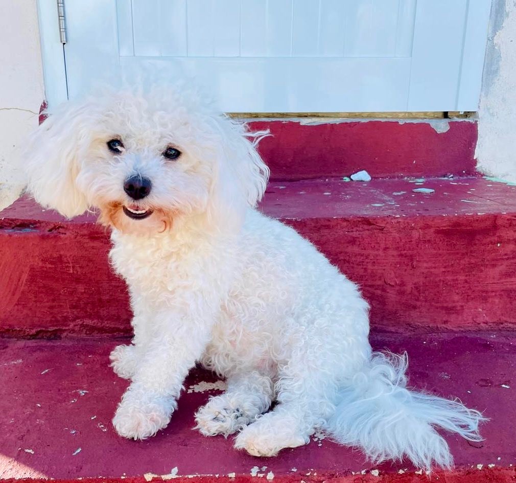 Lucia sonriendo con su papá 😂 El gran Niko cansados de jugar con la pelota. 🎾 happy pups.