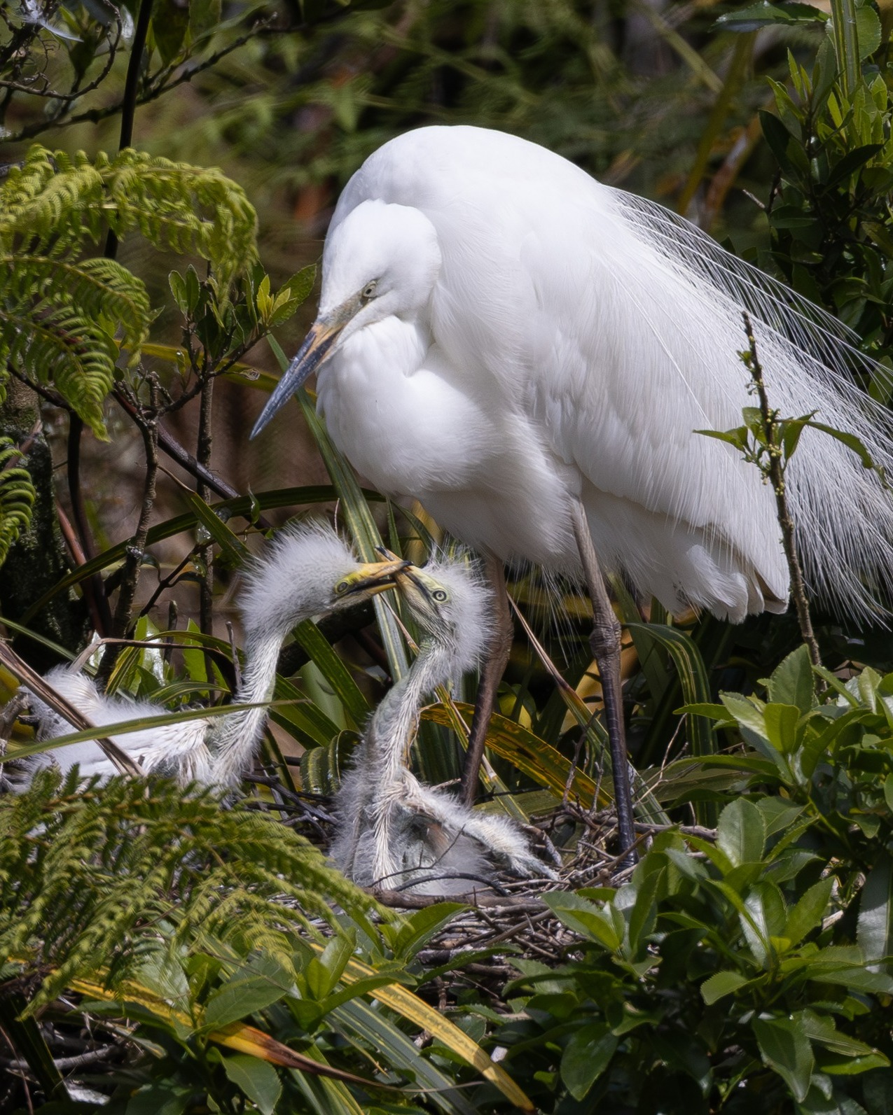 Many thanks to photographer Peter Meecham for sharing these wonderful captures - along with many others - of his visit to the White Heron nesting site last week 😍
#chicks #kōtuku #kotuku #nestingseason #whiteherons #whiteheronsnz #whiteherontours #whiteheroncolony #whiteheronswhataroa #birdsnz #nzbirds #birdingtours #guidedbirdwatchingnz #waitangirotonaturereserve #whataroa #franzjosef #westcoastsouthisland #birdsanctuarynz #predatorfreenz #conservationtourism