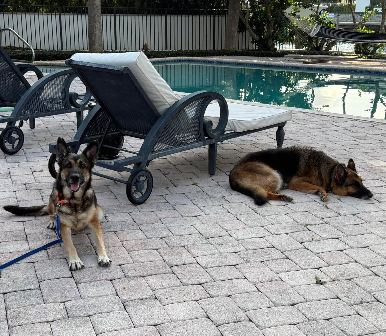 If you have one dog who has never shared a home with another dog before and the owners adopt another dog with zero history on if they’ve lived in a home with other dogs, I will *not* just have my clients throw the dogs into the home together and call it a day.
Why?
Because how dogs meet on an initial intro is not necessarily how they will share their home and resources later on.
So if we have the time and the opportunity to set the dogs up for success by laying a foundation that can be built upon, why wouldn’t you?
In these cases for the first few weeks I have my clients do the following:
✔️ Understand important dog-dog safety rules to build and maintain peace in the dogs’ relationships as we move forward with the integration.
✔️ Separated safe spaces that are also confinement spaces.
✔️ Separation via a barrier in the home such as doors or gates.
✔️ Daily parallel walks together while gradually decreasing the distance between the dogs as they become more comfortable with each other’s presence. Eventually the dogs can walk right next to each other and have organic interactions.
✔️ When parallel walks are going well, then we move to sitting inside the home post walk, on leash, practicing some relaxation exercises. This allows the dogs to share space in a structured way.
✔️ When the dogs can relax with one another inside, then we start to build movement. One dog walks around while the other rests and then eventually both dogs are walking around the house on leash.
✔️ And finally we drop leashes post walk because by this time the dogs have significant experience “doing nothing” with one another as well as moving about the house together and *it not be a big deal.*
The *it not be a big deal* is a huge component here to creating a calm, peaceful, and easy integration for both dogs. One rooted in acceptance and predictability vs upset and chaos.
Laying a solid foundation (or not) can make (or break) a relationship between two dogs.
#RotNDog #RotNDogTraining #dogtrainer #dog-
training #dogbehavior #soflo #palmbeach #broward #puppies #puppytraining #aggression #fear #anxiety #behavior #training #muzzle #adopt #rescue #shelterdogs #dogswhobite