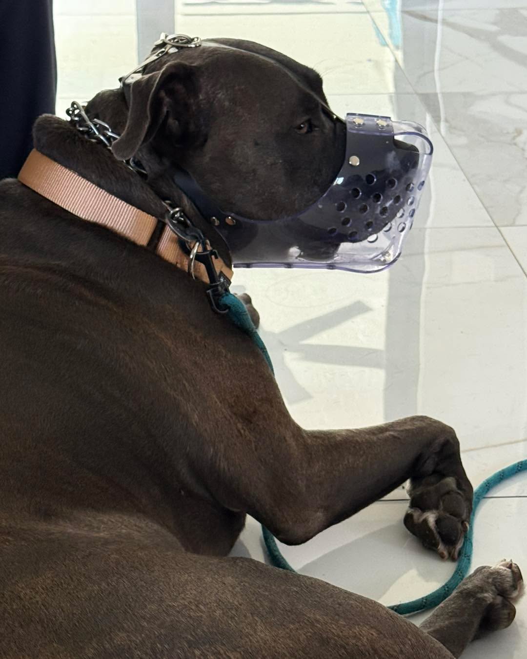 Muzzle Monday: YES we can muzzle train a dog even IF they have had a traumatic experience with one in the past.
Kane had a very negative experience with being forced to previously wear a muzzle at the vet. So much so that both the owners and their vet were completely unable to get a muzzle on him at all.
So we started from scratch with a new muzzle and a new picture and he’s able to relax and chill out with his new muzzle in just the second session.
Just because your dog couldn’t wear a muzzle in the past doesn’t mean they won’t be able to learn to wear one in the future.
#RotNDog #RotNDogTraining #dogtrainer #dogtraining #dogbehavior #soflo #palmbeach #broward #puppies #puppytraining #gooddog #goodpuppy #obedience #aggression #fear #anxiety #behavior #training #muzzle #adopt #rescue #shelterdogs #dogswhobite #muzzlemonday