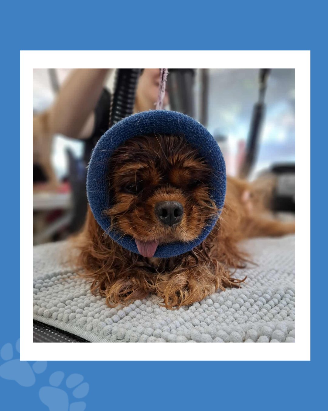 Happy "Tongue Out Tuesday"! 😝🐾😍💙