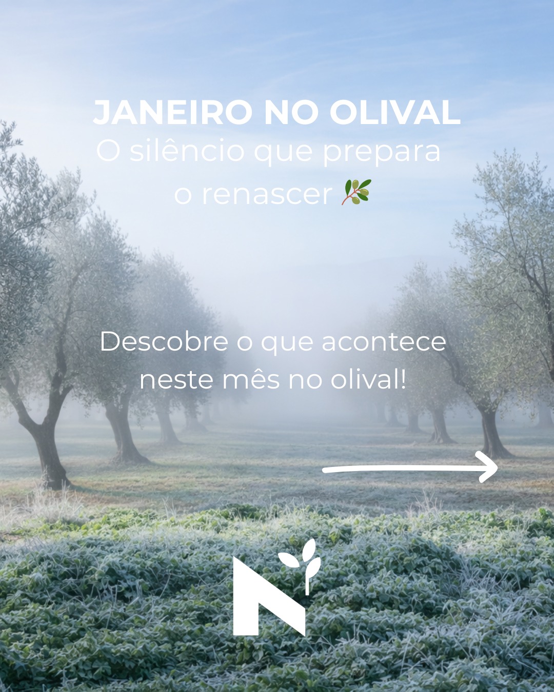 Janeiro no olival: o silêncio que prepara o renascer 🫒❄️
Depois de dezembro fechar o ciclo da colheita, janeiro traz o frio profundo do inverno transmontano. O olival respira devagar, em repouso vegetativo — mas é neste silêncio que acontece a preparação essencial para a próxima floração.
✨ Neste mês:
→ As oliveiras acumulam centenas de horas de frio necessário para a floração
→ A diferenciação dos gomos florais acontece sob a geada
→ Os olivicultores vigiam e protegem as árvores
Janeiro ensina-nos que o repouso não é inatividade — é preparação. O frio rigoroso de Trás-os-Montes é aliado da oliveira, garantindo a abundância da próxima colheita. 🌿
Vem connosco descobrir Trás-os-Montes e Alto Douro no inverno, onde cada oliveira guarda séculos de história e cada tradição conta a relação profunda entre terra e comunidade.
👉 Link na bio para ler o artigo completo sobre Janeiro no Olival
#azeite #azeitenovo #azeiteanorte #altodouro #trasosmontes #olival #oliveiras #olivetrees #olivegrove #oliveoil #extravirginoliveoil #olivoturismo #oleoturismo #territorio #ruralidade #patrimoniocultural #tradicao #nortedeportugal #portugal #paisagemrural #naturaleza #naturaleza_rural #tradicion #culturarural #oliveheritage #rurallife #winterlandscape #sustainableagriculture #slowfood