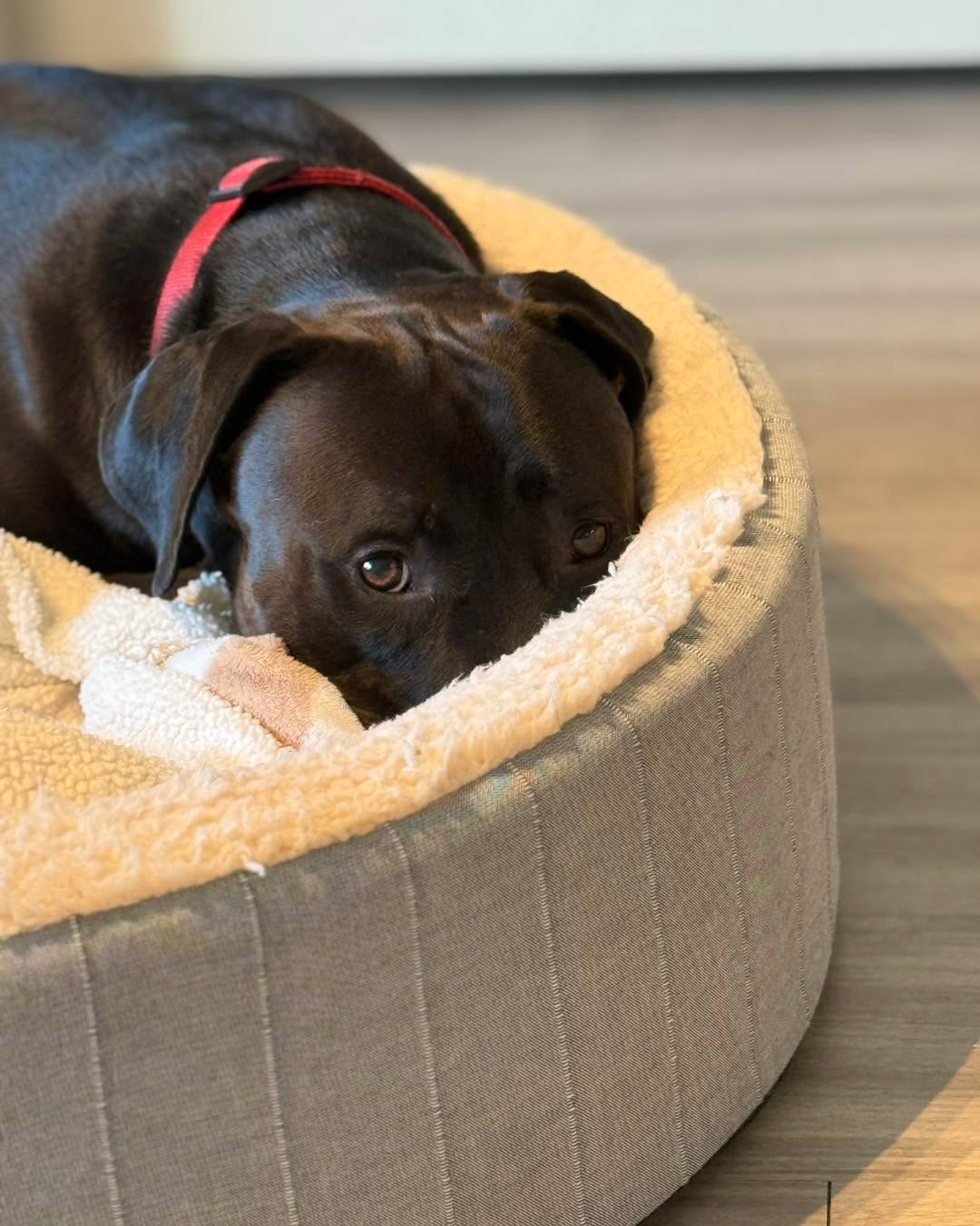 Sometimes we have to ask ourselves if the juice is worth the squeeze when it comes to training for extensive behavior issues.
For example, if your dog displays aggression towards visitors and you have a visitor over to your house once every two months… I’m going to tell you that putting in time to work on a visitor routine is not worth the effort for your current lifestyle. You won’t be able to use it enough for it to make any lasting change in the dog’s perspective on visitors.
However, we can absolutely work on the dog being comfortable when confined and away (to use during the few times that a visitor does come over and this will keep everyone less stressed and safe), we can work on expanding your dog’s world, and we can work on exposing them to staying neutral around stimuli in the outside world. Those things will definitely accumulate juice that is worth the squeeze.
Altering expectations is a big part of being able to achieve a successful outcome. If something isn’t utilized enough to practice and create new habits in, it’s typically not worth the effort. It doesn’t mean we do nothing though - it’s just a reexamination of what our goals are and what is better to put our time and attention into.
#RotNDog #RotNDogTraining #dogtrainer #dogtraining #dogbehavior #soflo #palmbeach #broward #puppies #puppytraining #gooddog #goodpuppy #obedience #aggression #fear #anxiety #behavior #training #muzzle #adopt #rescue #shelterdogs #dogswhobite