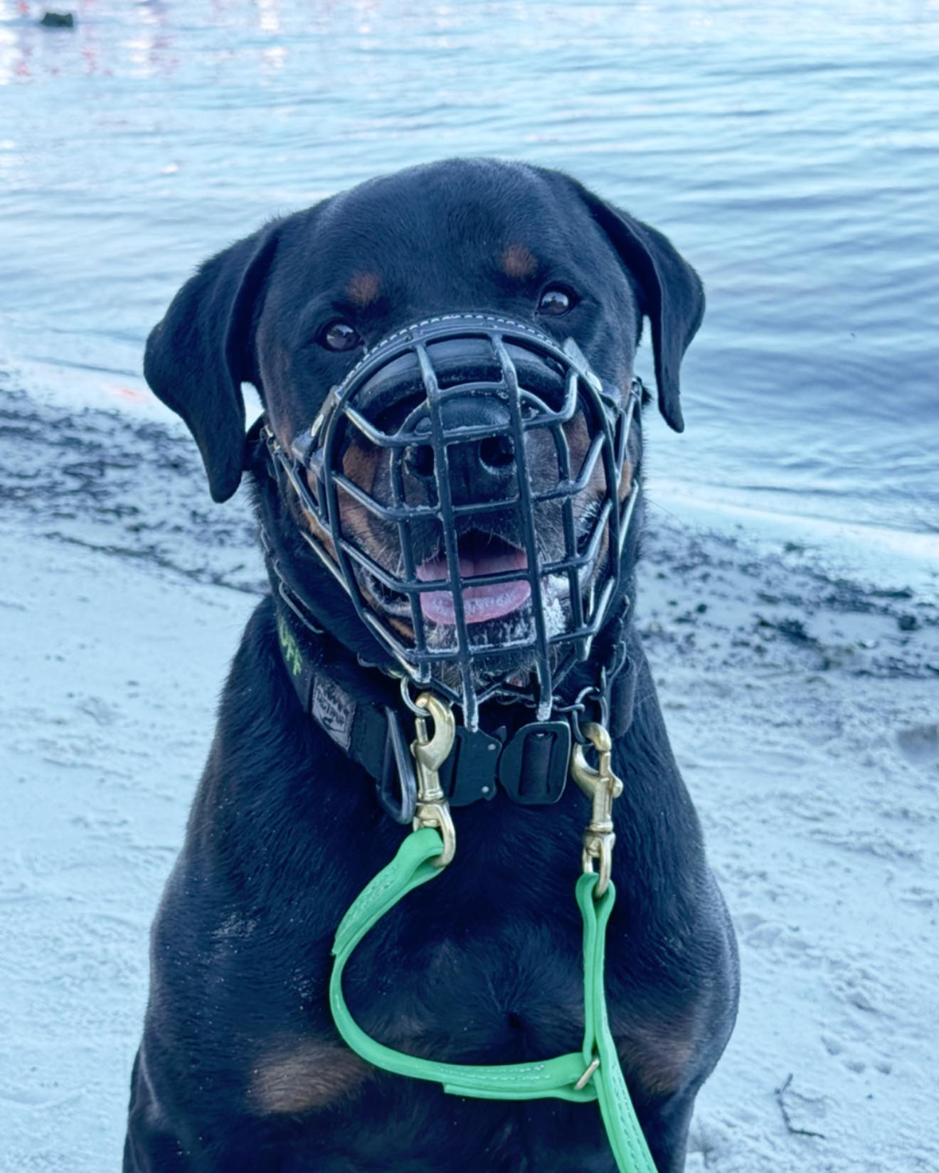 In my job, I’m not getting very many puppies. I’m not getting people who acquired a dog with the intention of doing activities and building a lifelong working relationship with them. I’m not getting very many people with mild behavior problems.
The majority of the people that I see are desperate. They’re ready for behavioral euthanasia, or they’re ready to surrender their dog back to a rescue/shelter, or maybe they don’t even know what to do, but they know that they can’t live the way that they’re living with their dog anymore.
My view of dog ownership is drastically skewed because of this. I see strained relationship after strained relationship, and dog owner after dog owner that doesn’t think they can keep their dog. That is what I see daily and what I communicate with people on the daily.
I’m not saying this to be a Doggy Debbie Downer. I’m saying this as a realistic, observable fact.
Yet I continue to put fires out daily.
Why?
It’s the number of owners who went from saying that they hated their dog when we first met, to saying that they now actually love and enjoy their dog after working together.
It’s the number of owners who have decided to keep their dog.
It’s the number of owners who are now committed to do whatever it takes to keep their dog safe and the public safe.
It’s the number of owners who have said that I changed their life.
It’s the 15 dogs I’ve personally adopted over the last 17 years who were ALL going to be euthanized for aggression, where almost all of them had significant bite histories.
This is not a normal job. It’s not even a normal job for a Dog Trainer. It’s a niche that I’m quite happy and content to stay in because for me, the number of professionals who truly understand the ins and outs of living with dogs like this are few and far between. The reinforcement that I get from the gratitude and satisfaction of clients far outweighs the difficulties and the negativity that come with it.
So I’ll choose to keep putting fires out daily.
#RotNDog #RotNDogTraining #dogbehavior #dogtraining #palmbeach #broward #aggression #fear #anxiety #behavior #training #muzzle #adopt #rescue #shelterdogs #dogswhobite