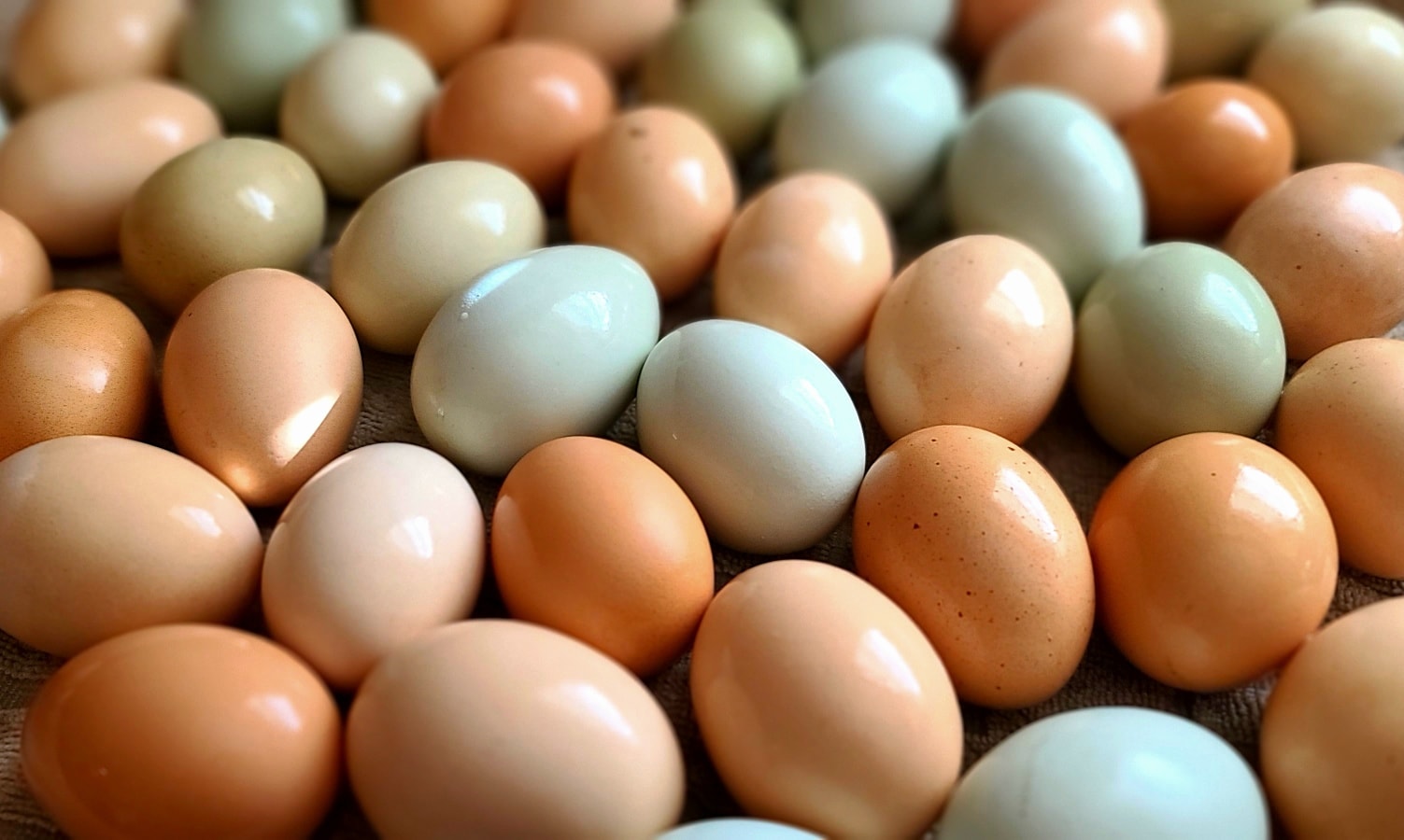 Our egg count is still a little on the low side right now, thanks to winter and many of our ladies going through their annual molt. That said, we do have a few girls back at it, including some brand-l new layers laying their very first eggs ever.
And oh my goodness… we are absolutely loving the colors coming from these girls. We’re seeing some of our very first olive eggs, along with an even wider range of blues and greens, all of which are just stunning. We’ve even had a few pink tinted eggs popping up lately, and they’re gorgeous.
Over the next month or two, egg stock in the store may be limited, but we’ll keep it stocked as best we can. By spring, we’ll have another big group of new layers joining our regulars, which means larger egg orders again and a fully stocked fridge each week at The Sassy Sisters .
We hope everyone had a wonderful New Year’s Eve, and we’re so excited for what this new year has in store. Thank you, as always, for supporting our farmstead and our flock.