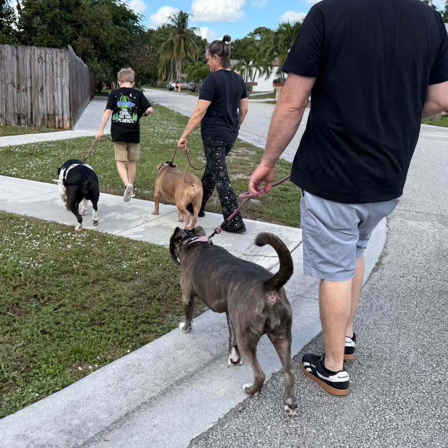 Involving multiple family members in the training process is so important when we have multiple dogs involved in the training, too. The more involved, the merrier!
#RotNDog #RotNDogTraining #dogtrainer #dogtraining #dogbehavior #soflo #palmbeach #broward #puppies #puppytraining #gooddog #goodpuppy #obedience #aggression #fear #anxiety #behavior #training #muzzle #adopt #rescue #shelterdogs #dogswhobite
