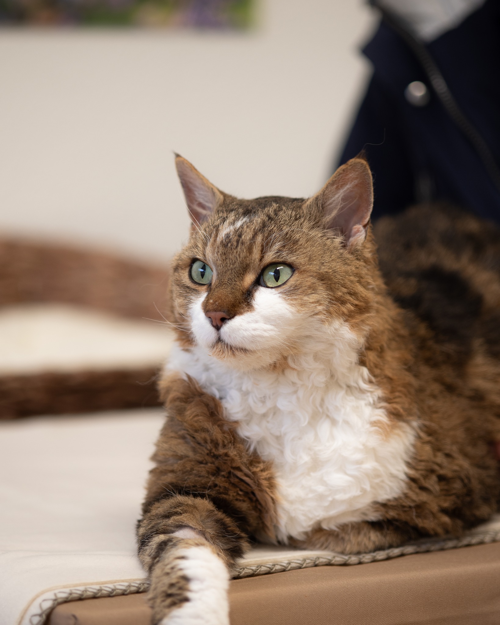 🥹 Ein zweiter Patient kam dieses Wochenende zu uns: Elvis, einer der Kater von Katzen-Ärztin Carol Zahnd. Bei ihm stand ein jährlicher Alters-Check an.
Elvis, ganz der Abenteurer und Erkunder, checkte zuerst den ganzen Raum ab, stieg auf die Fensterbank, schaute hinaus und hatte dann vor allem Interesse am leckeren Schlecksnack (auf dem Bild sieht man noch etwas davon an seinem Kinn). 😸
Auf dem Bild liegt er bequem auf der Behandlungsmatte mit Decke – das Körbli im Hintergrund hat er kurz ausprobiert, bevorzugte es aber nicht. Die liebe Fotografin hat sich ihm in aller Ruhe vorgestellt und er hat sie gut akzeptiert. Danke an @_tamphotography_ für den verständnis- und liebevollen Einsatz!
Dank viel Ablenkung, Streicheleinheiten und sanfter Behandlung war auch die Blutentnahme für die Tests kein Problem. Elvis machte super mit und nach wenigen Minuten war das Ganze schon erledigt. Danach durfte er sofort wieder nach Hause. 💜
Wollt ihr selbst einmal die Praxis besichtigen, unser Team kennenlernen und hinter Kulissen sehen, wo man als Kund:in sonst selten hinkommt? Dann kommt zum "Tag des offenen Katzentürchens" am 10. Januar von 10-15 Uhr! Wir empfangen euch gerne bei uns am Zeughausweg in Zuchwil.