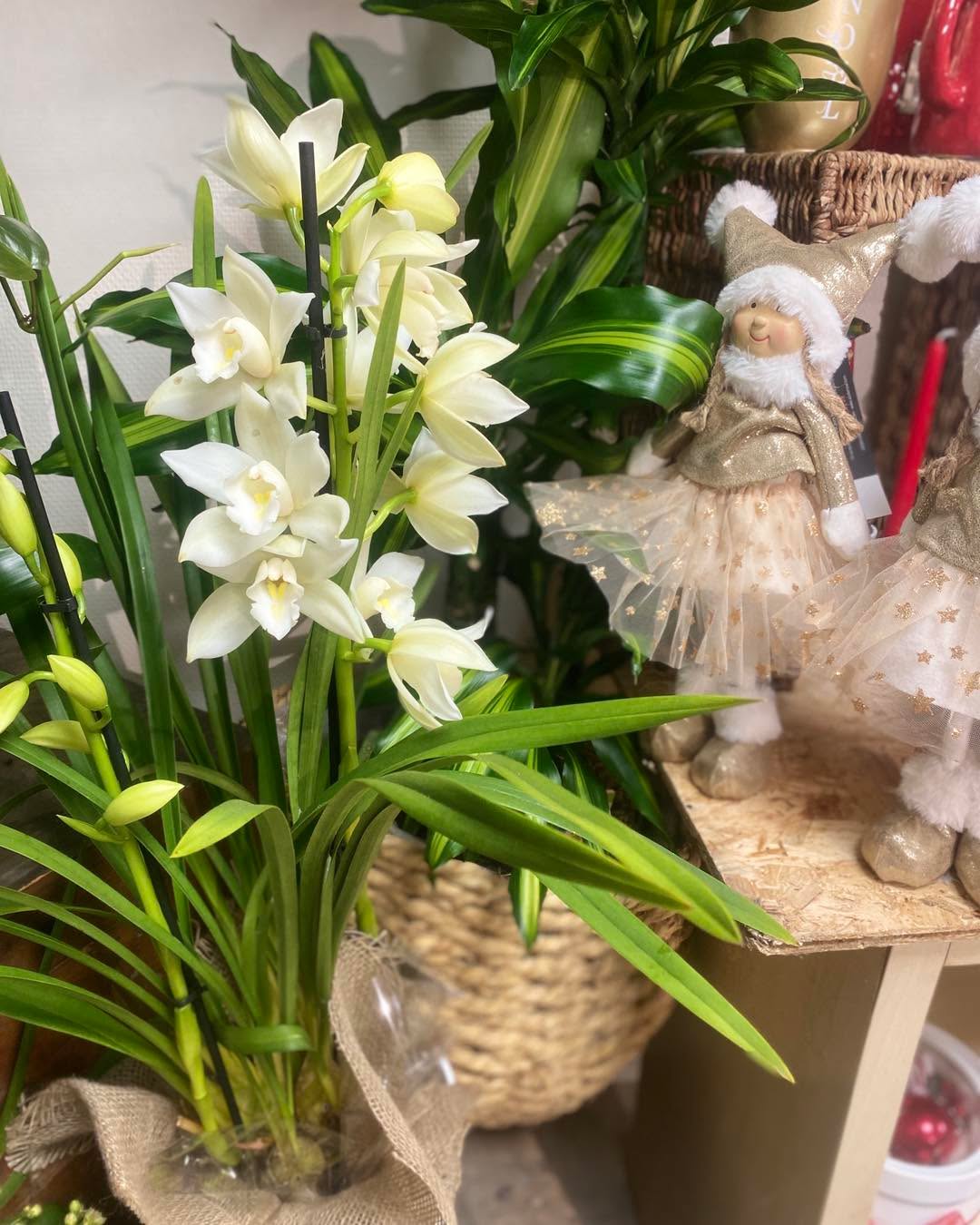 🌿 Nouvelles vitrines en place !
De la fraîcheur, des idées et encore un peu de magie de Noël en boutique ✨
🪴 Petit arrivage de plantes vertes
🎄 Encore du Noël à -20% (dernière chance !)
✨ Une jolie table pleine d’idées cadeaux pour le réveillon
Derniers jours d’ouverture :
Mardi 30/12 : 9h–12h | 14h–18h30
Mercredi 31/12 : 9h–12h | 13h–15h
‼️ Fermeture ensuite jusqu’au 18/01 inclus (prolongation possible)
⚠️ Pensez à anticiper !
Disponible par message ou mail pendant la fermeture
À très vite 🫶🏼