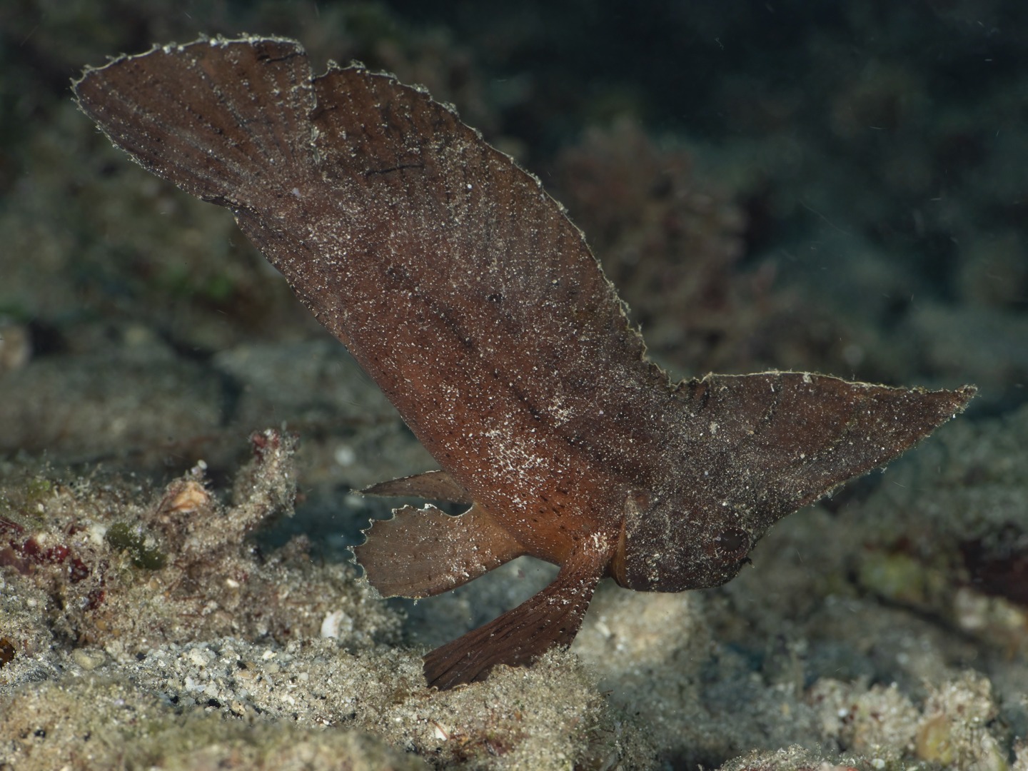 ๐๐๐๐๐ ๐๐๐ ๐๐๐๐ ๐
๐๐๐ ๐๐๐ ๐๐๐๐๐๐๐ ๐๐๐๐๐๐๐ ๐๐๐๐
We take this moment to wish you all a happy, healthy and prosperous 2026!
We are ready to plunge on in and keep documenting our amazing marine life here at Havannah Harbour, Vanuatu Vanuatu!
Still going through almost a thousand photos from December 2025. What a month it was โ so many species, and last week whilst diving with some guests we found two new species (for us) on one dive , within a few feet of each other, at our favourite site.
The first was a Cockatoo wasp fish (Ablabys taenianotus). It was chicken dances all round when we spotted this amazing species, the first time we have seen one, and to be honest we have no idea how we saw it!! We vividly recall finding it and getting all excited, madly waving at the other divers to come and see and then completely losing sight of it! It took about ten minutes to spot it again. This fish is from the scorpion fish family, very similar to a leaf scorpion fish, and with poisonous spines to boot. It perfectly mimicked a brown leaf, (see deliberate shot with a leaf!) right up to when it started moving! We tried looking for one on the following dives but all we saw was real leaves! We know what to keep an eye out for now. More shots to come in a later post.
The second was a species of Elysia nudibranch, Elysia nigropunctata. Unfortunately it was in a difficult to photograph spot with lots of small fish in the frame but we did manage to get an id shot. Another first for us.
These are the kind of finds that just keep us coming back for more!!! Bring on new finds in 2026! Off tomorrow to explore a WWII fighter in Undine Bay! Stay tuned.
๐ธ John Warmington
Message or visit our webpage for more details at:
๐๐๐๐ง ๐ญ๐จ ๐๐ข๐ฏ๐ ๐๐ง๐ ๐๐ข๐ง๐ ๐ง๐๐ฐ ๐๐ซ๐ข๐ญ๐ญ๐๐ซ๐ฌ?
๐๐๐.๐ฐ๐ฟ๐ถ๐๐๐ฒ๐ฟ๐๐ฝ๐ผ๐๐๐ฒ๐ฟ.๐ฐ๐ผ๐บ
Why not relax and spend a few days away โ dive and stay at Karma Waters Villa
๐ต๐๐๐ฝ๐://๐ฎ๐ถ๐ฟ๐ฏ๐ป๐ฏ.๐ฐ๐ผ๐บ/๐ต/๐ธ๐ฎ๐ฟ๐บ๐ฎ๐๐ฎ๐๐ฒ๐ฟ๐
#UnderwaterPhotography #VanuatuMoments #DiveVanuatu #KarmaWatersVanuatu #ReefCritters