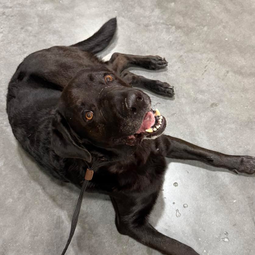 Dogs can have good days and bad days in training just like us. We can’t expect to ask for 100% perfection, if we ourselves are not perfect. And most of us are far from perfect!
Aiming for at least 90% of compliance/improvement in MOST situations is the goal. Of course there are exceptions for certain things, but this is a good rule of thumb.
#RotNDog #RotNDogTraining #dogtrainer #dogtraining #dogbehavior #soflo #palmbeach #broward #puppies #puppytraining #gooddog #goodpuppy #obedience #aggression #fear #anxiety #behavior #training #muzzle #adopt #rescue #shelterdogs #dogswhobite