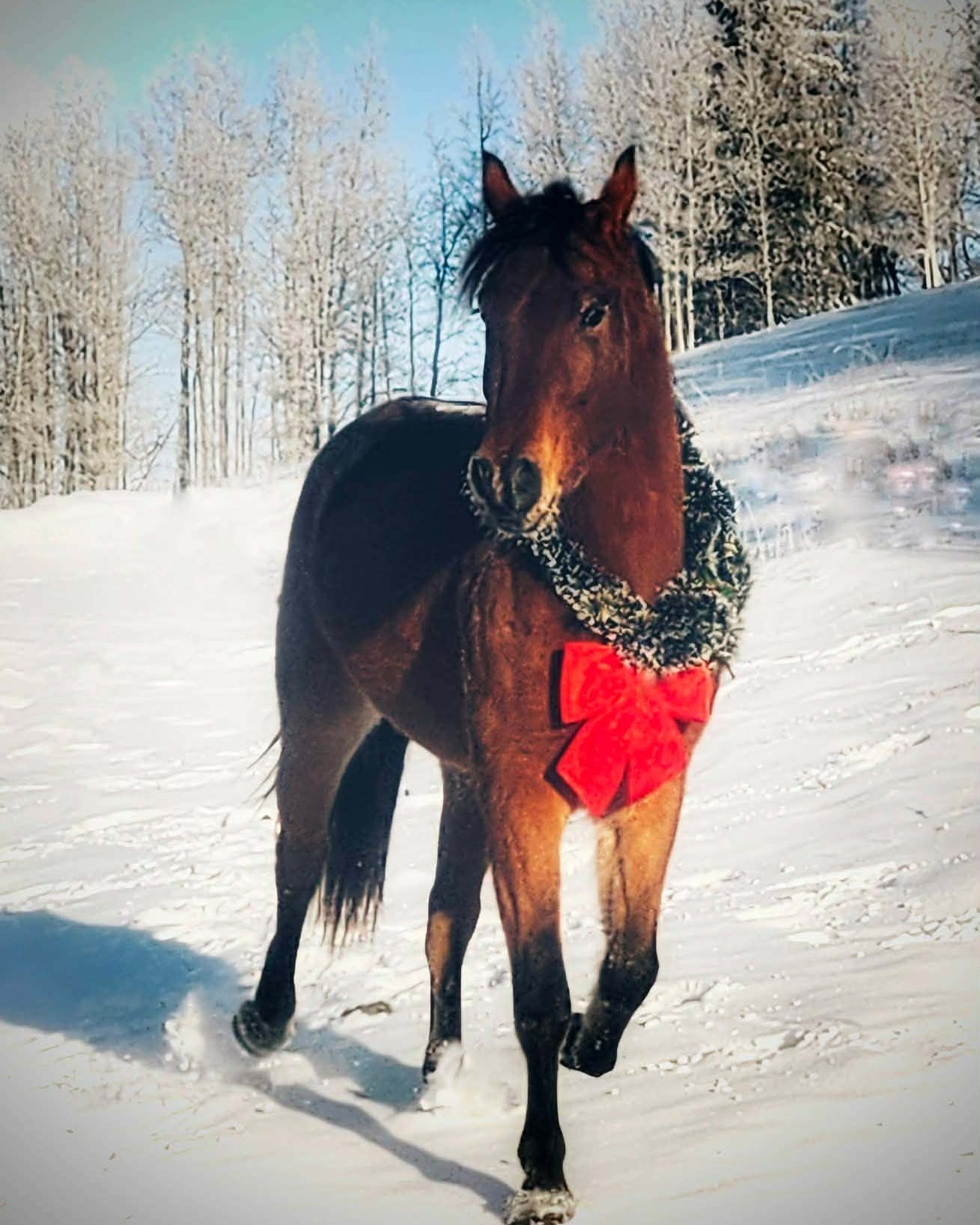 On the tenth Neigh of Christmas is Fuego. He plans on giving up decoration modelling in the spring to start training as a Skill At Arms horse.
#STALC #jousting #horses #SkillAtArms #12NeighsofChristmas