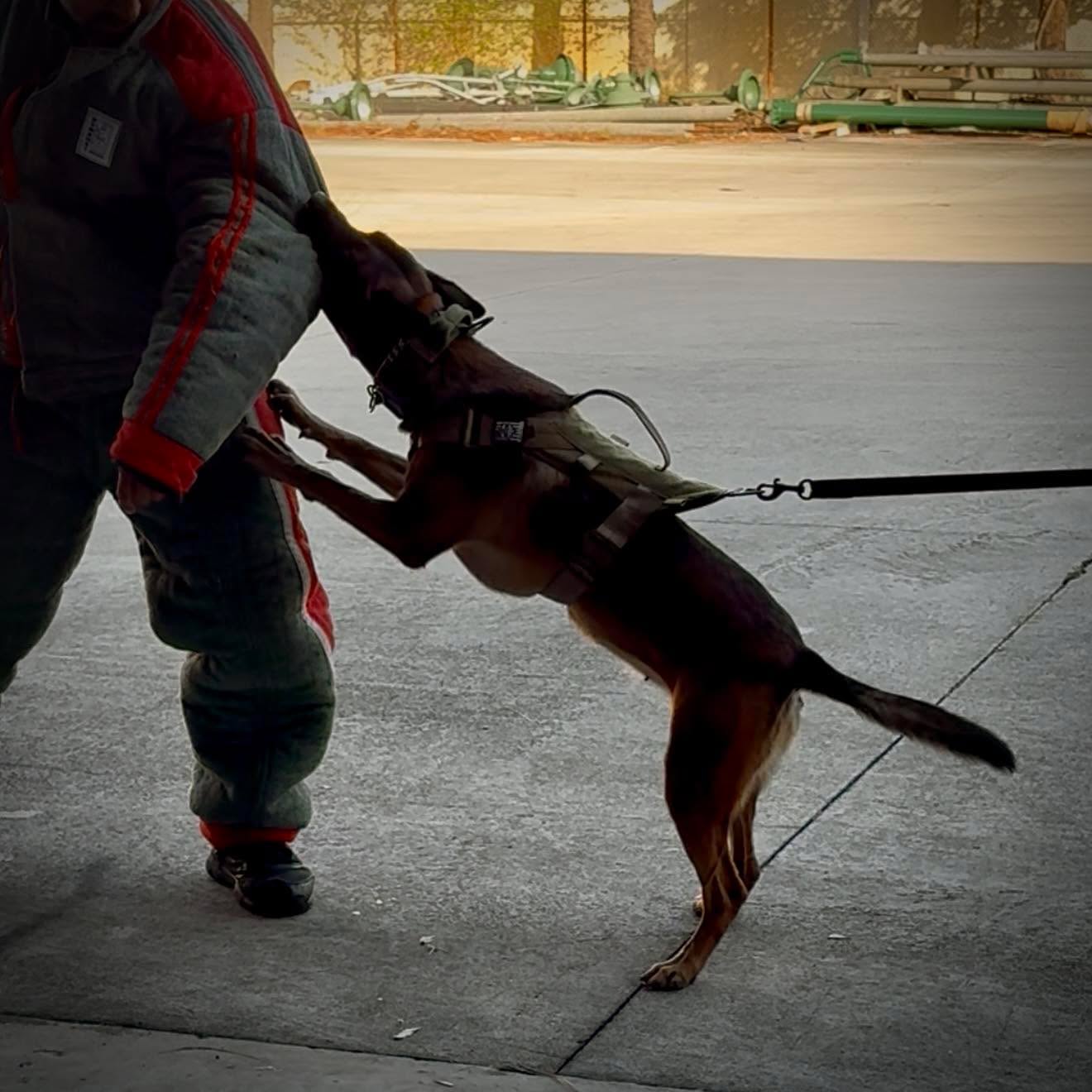 I recently attended a seminar on harnessing and intensifying forward aggression for both bite sports as well as police work. I’ve attended about half a dozen or so of these over the years and I always appreciate the opposite perspective from what I work with on a daily basis (trying to reduce and minimize aggression).
One thing that I’ve learned over the years is to provide my clients with specific observable evidence as to why their dog’s aggression may be getting worse. Instead of blaming them directly for causing the behavior problems in their dogs (which is never helpful) it’s much more enlightening to them to explain how that back clip harness or flat collar that their dog is lunging on is working off of the opposition reflex, communicating to the dog to “go forward,” and can even be creating self reinforcement.
So many clients are shocked to learn that the very same techniques they do without thinking, are utilized strategically to develop forward aggression. That bungee leash? That physical barrier that still allows for a visual? Getting close behind the dog while grabbing their harness and pulling back? All common mistakes that average dog owners make unknowingly that actually intensify aggression in ways that professionals use intentionally for the same outcome. The irony!
Breaking down the “why” to specific logistics and mechanics that we can change rather than just owner blaming is so important. I’ll often joke to my clients that they would actually be great at developing aggression because of the way they handle their dogs. But since that’s not our goal, we just have to pivot in the other direction and develop their skills there instead, haha.
Big thanks to @k9servicesunlimited @jrigk9 for always putting on great seminars.
#RotNDog #RotNDogTraining #dogtrainer #dogtraining #dogbehavior #soflo #palmbeach #broward #puppies #puppytraining #gooddog #goodpuppy #obedience #aggression #fear #anxiety #behavior #training #muzzle #adopt #rescue #shelterdogs #dogswhobite